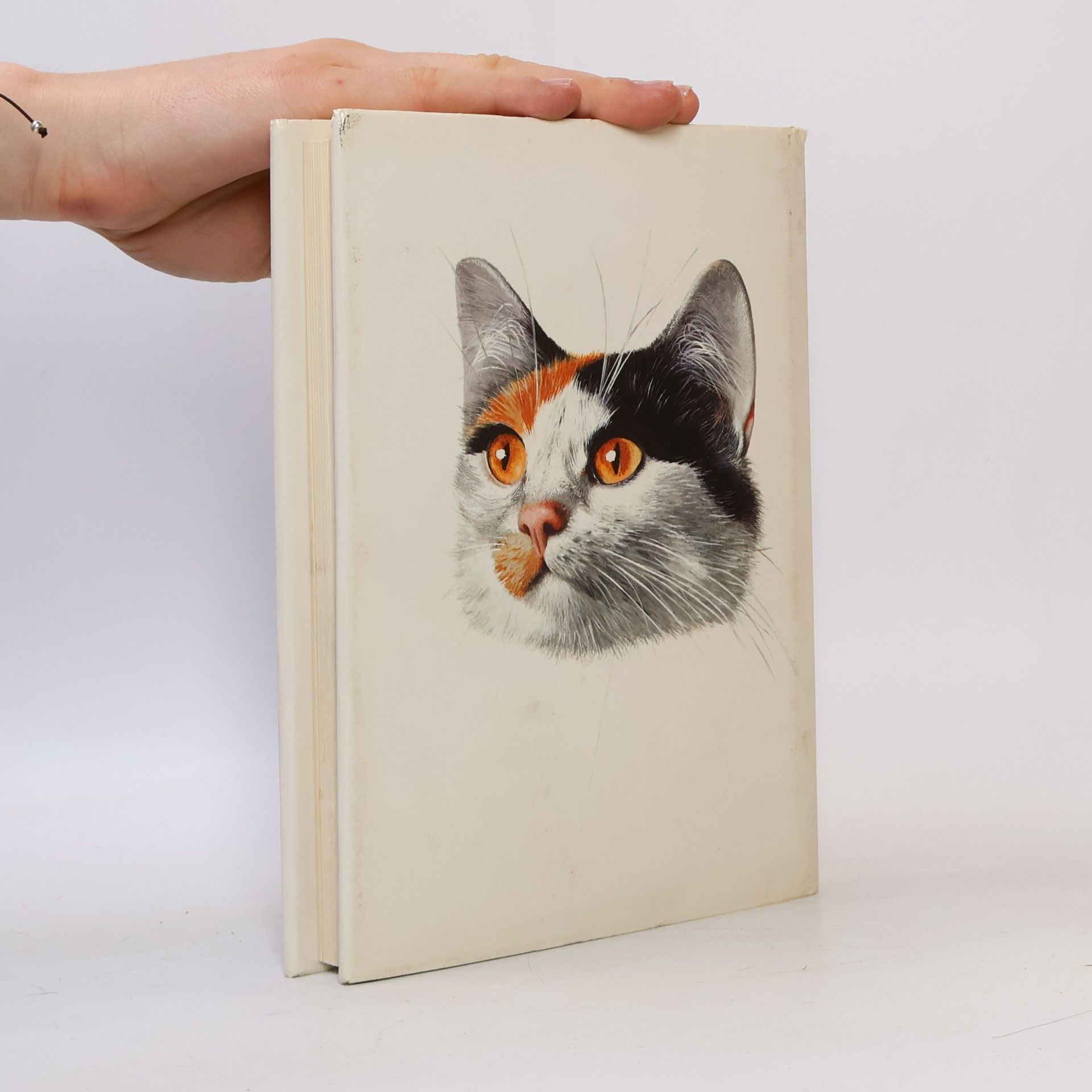 Albert Pintera Katzen