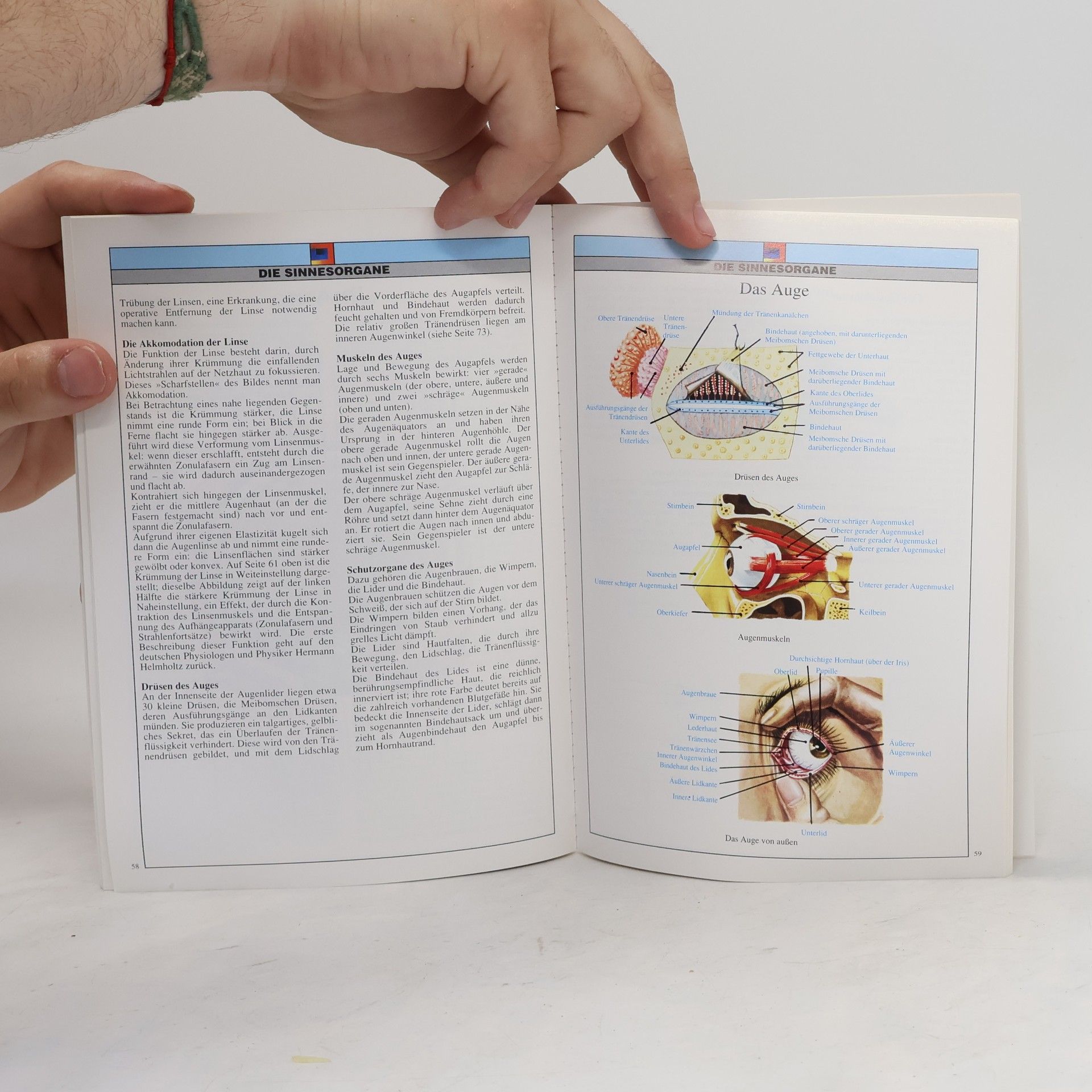 Various authors Anatomie des menschen