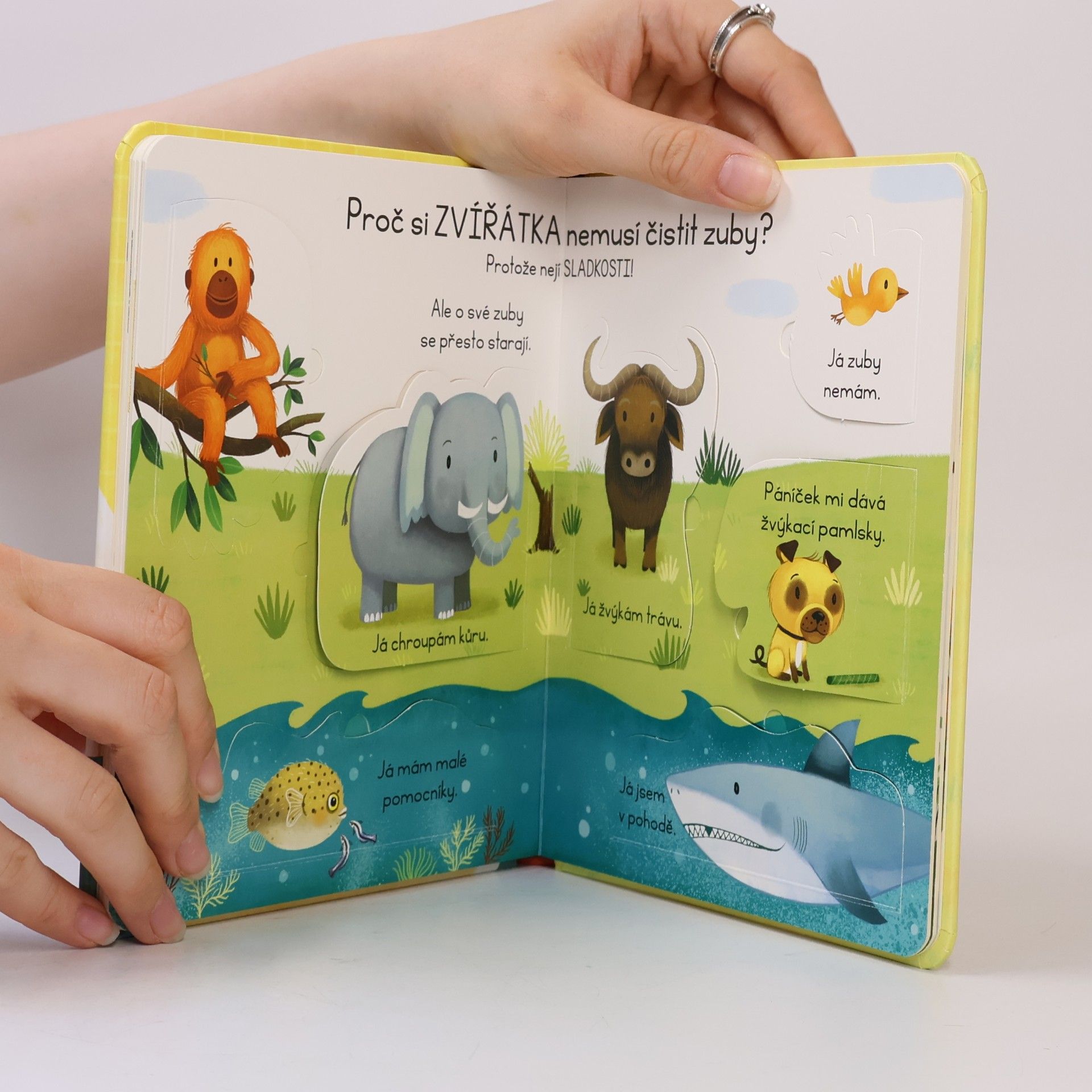 Katie Daynes Proč si musím čistit zuby?
