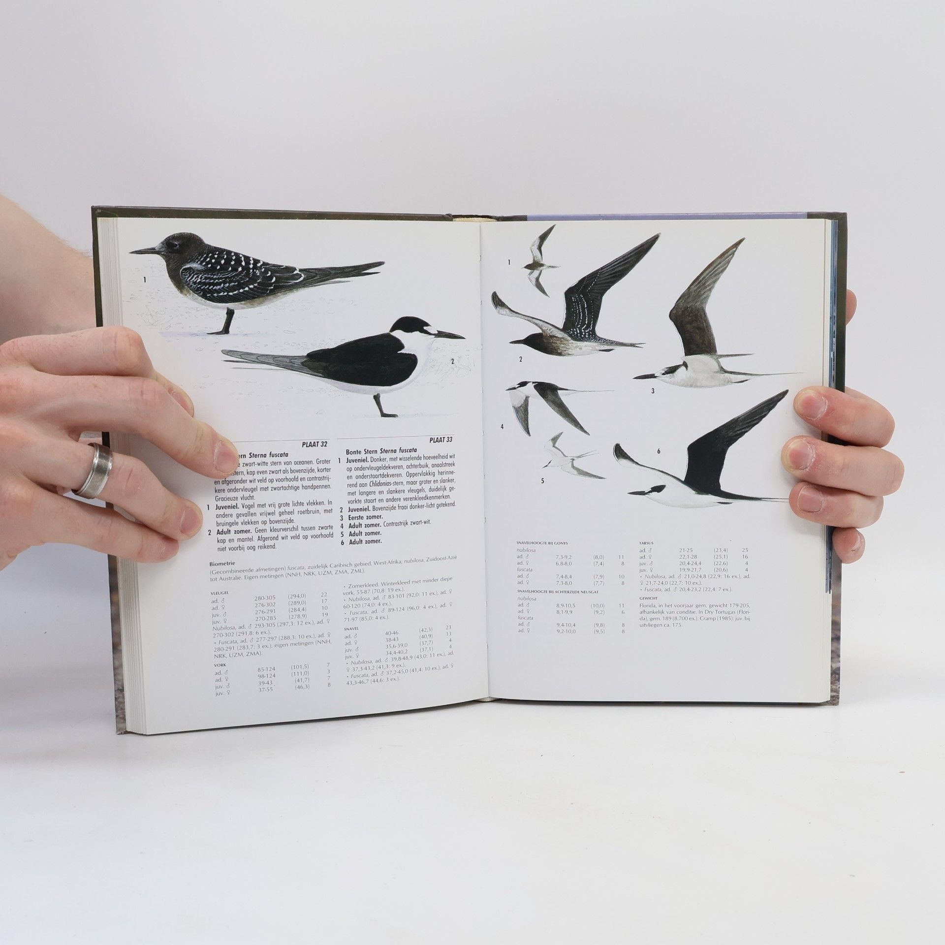 Klaus Malling Olsen Dutch Birding Vogelgids - 3: Sterns van Europa en Noord-Amerika
