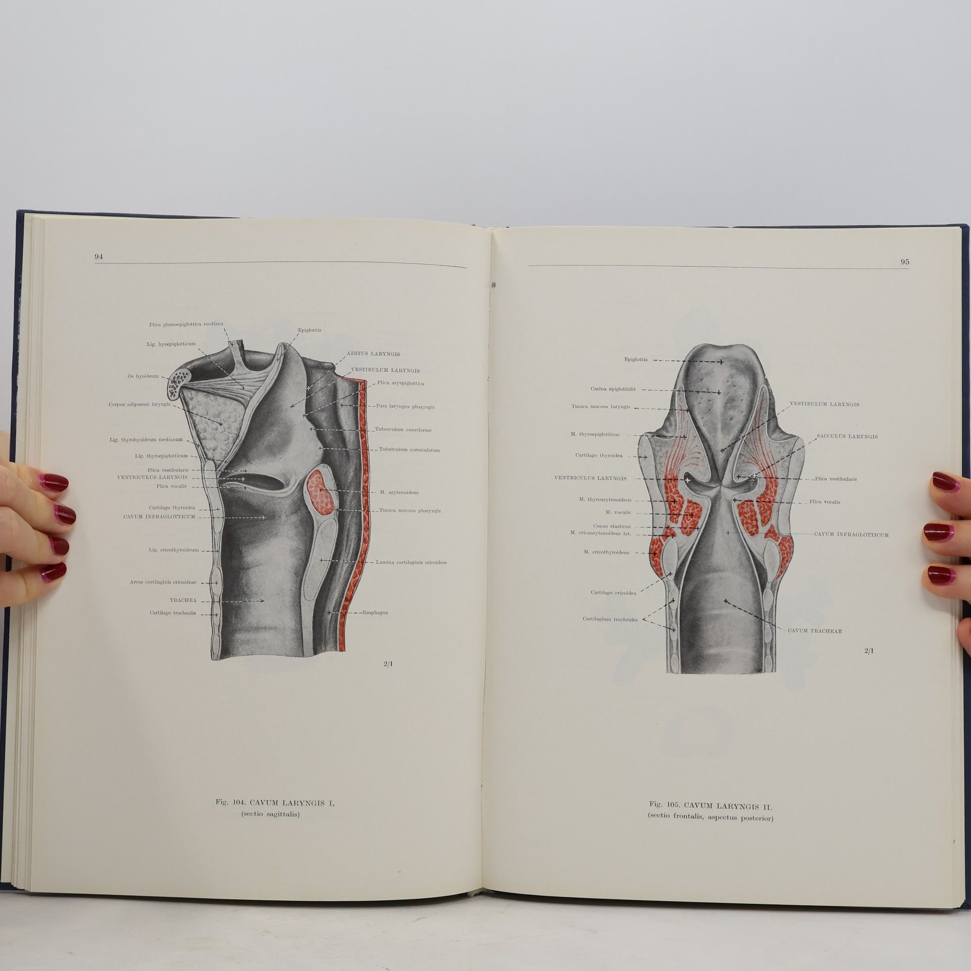 Ferenc Kiss Atlas anatómie človeka II