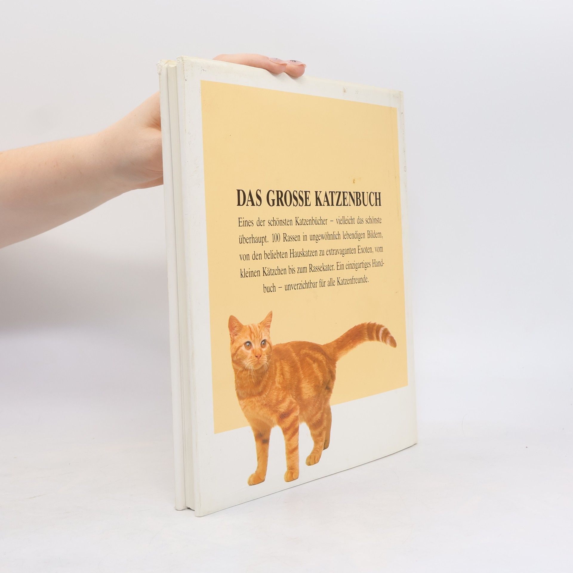 David Taylor Das Grosse Katzenbuch