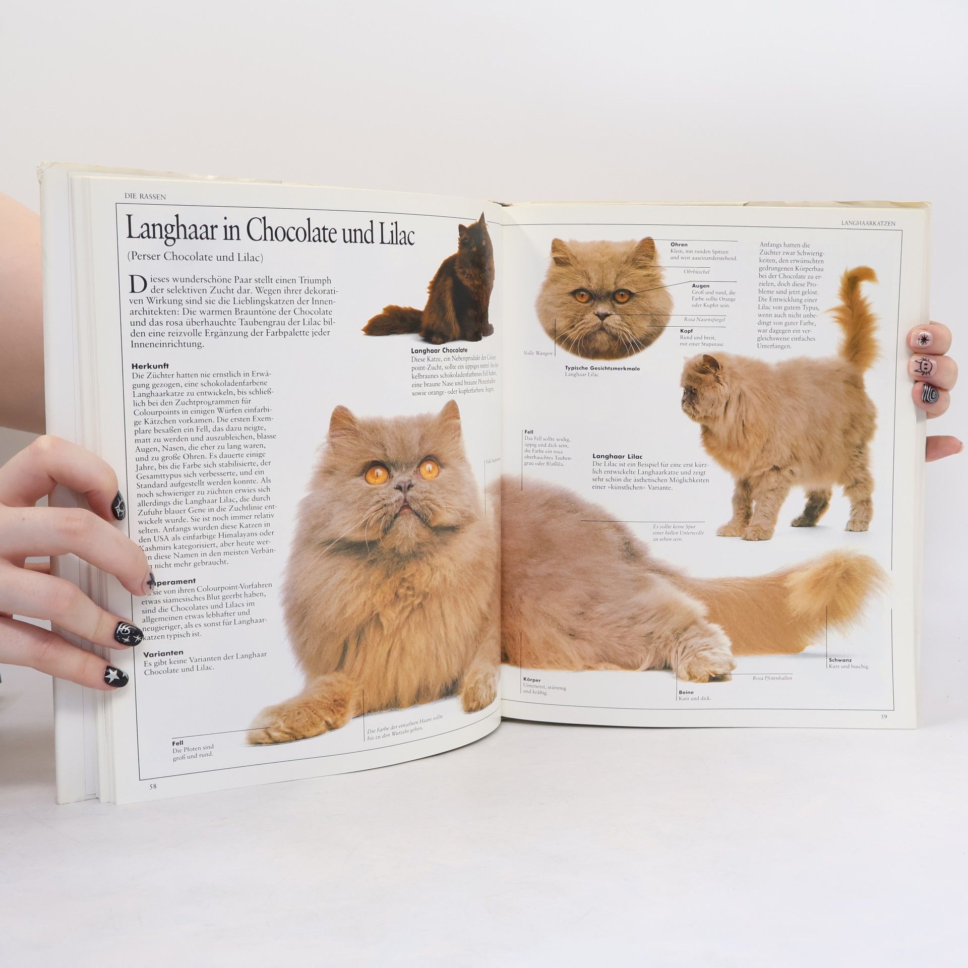 David Taylor Das Grosse Katzenbuch