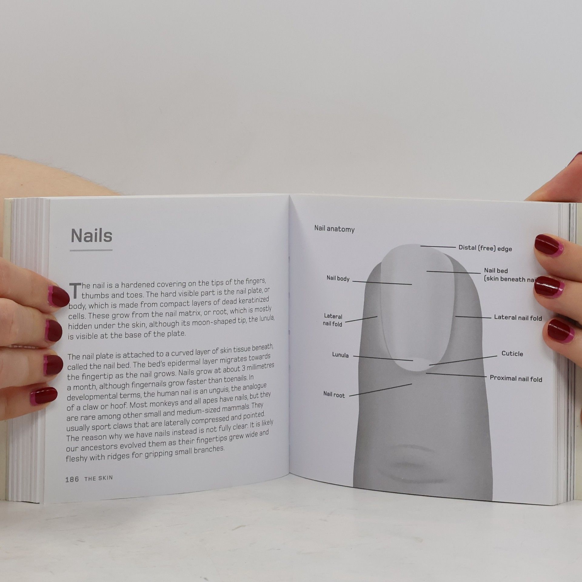 Tom Jackson The Human Body in Minutes