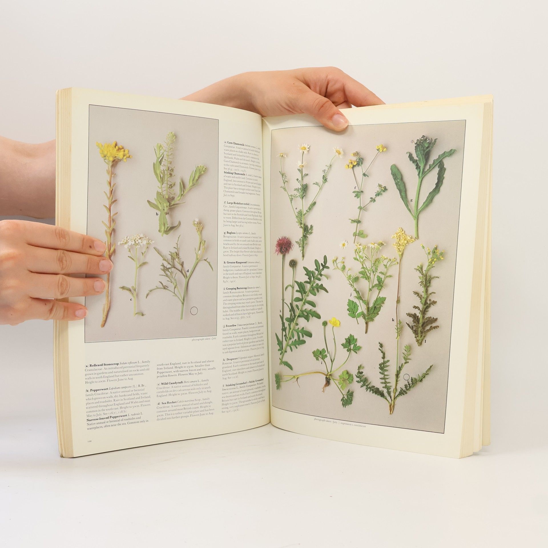 Sheila Grant Wild Flowers of Britain