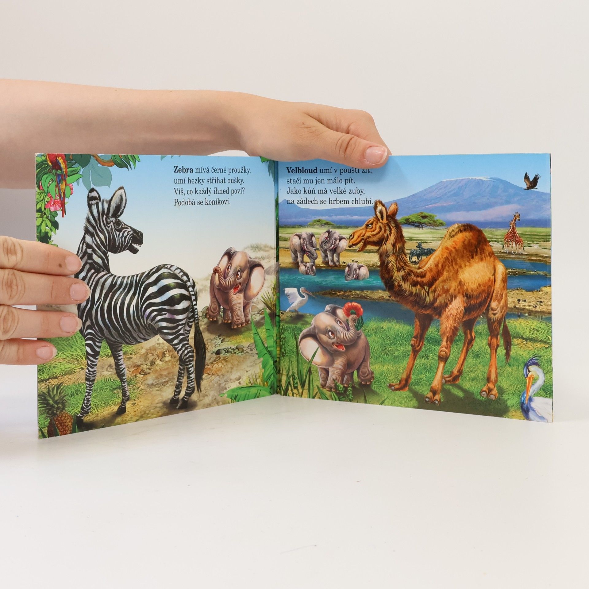 Autorenkollektiv Zvířátka v ZOO