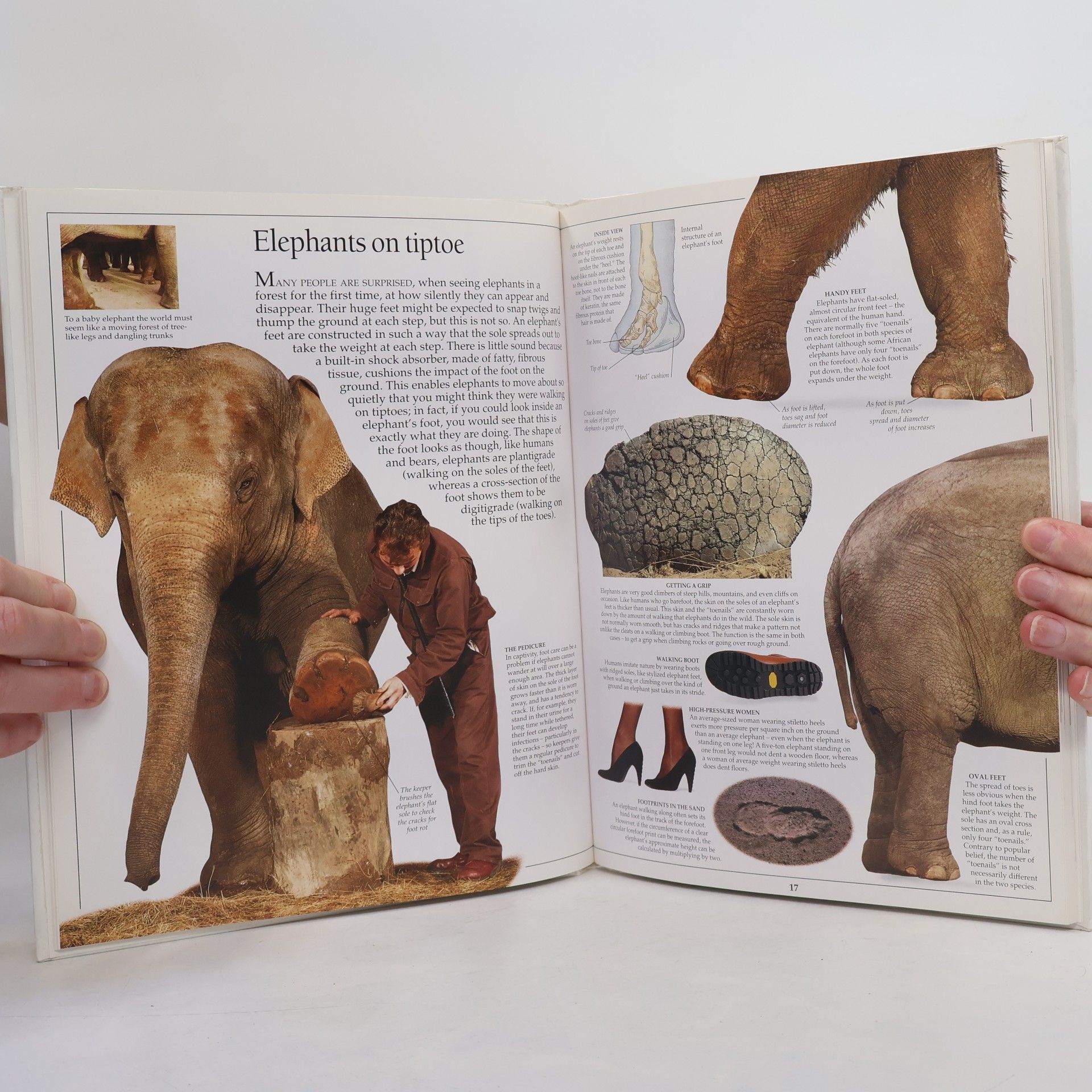 Dave King Elephant