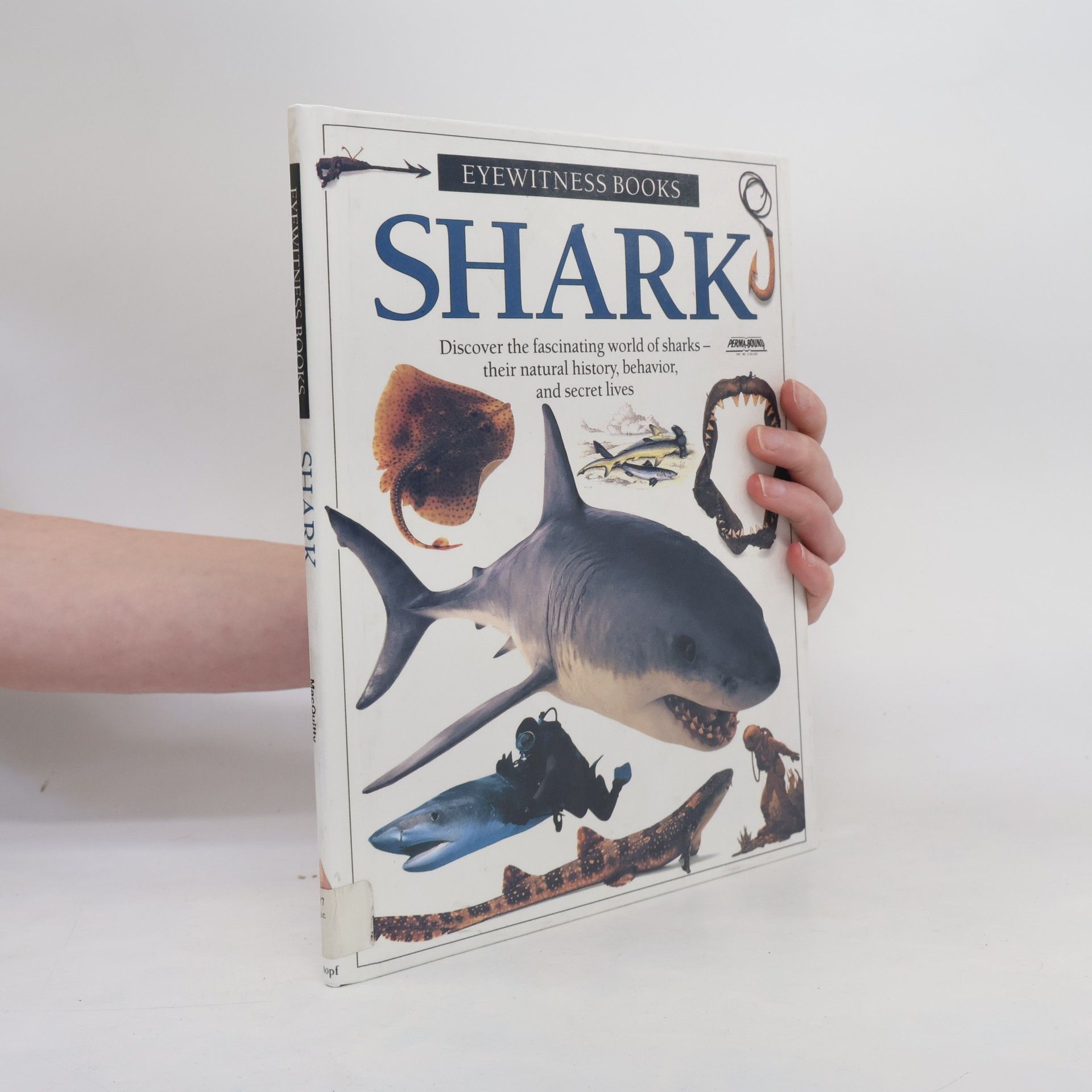 Miranda MacQuitty Shark