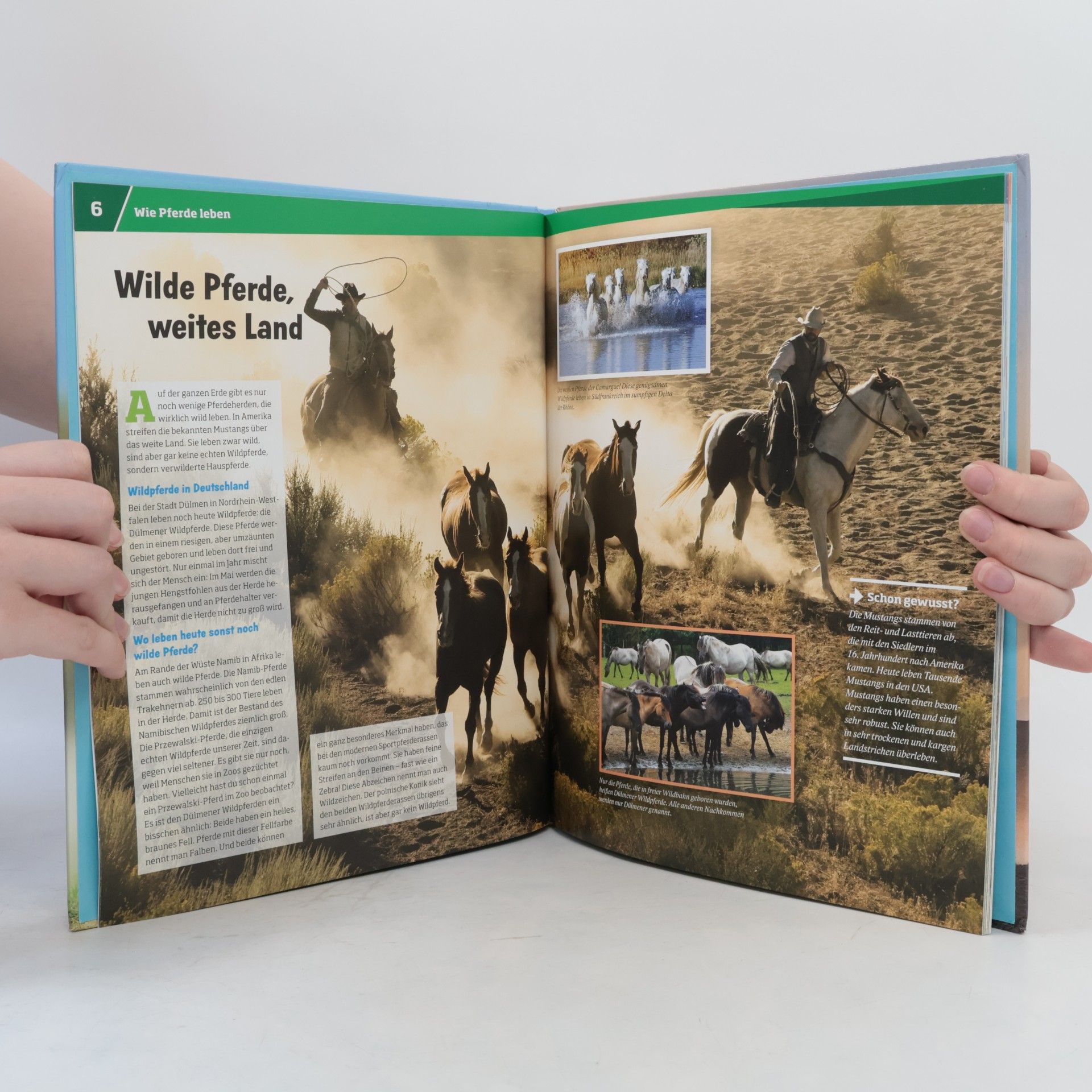 Silke Behling Pferde. Von frechen Fohlen und wilden Mustangs.