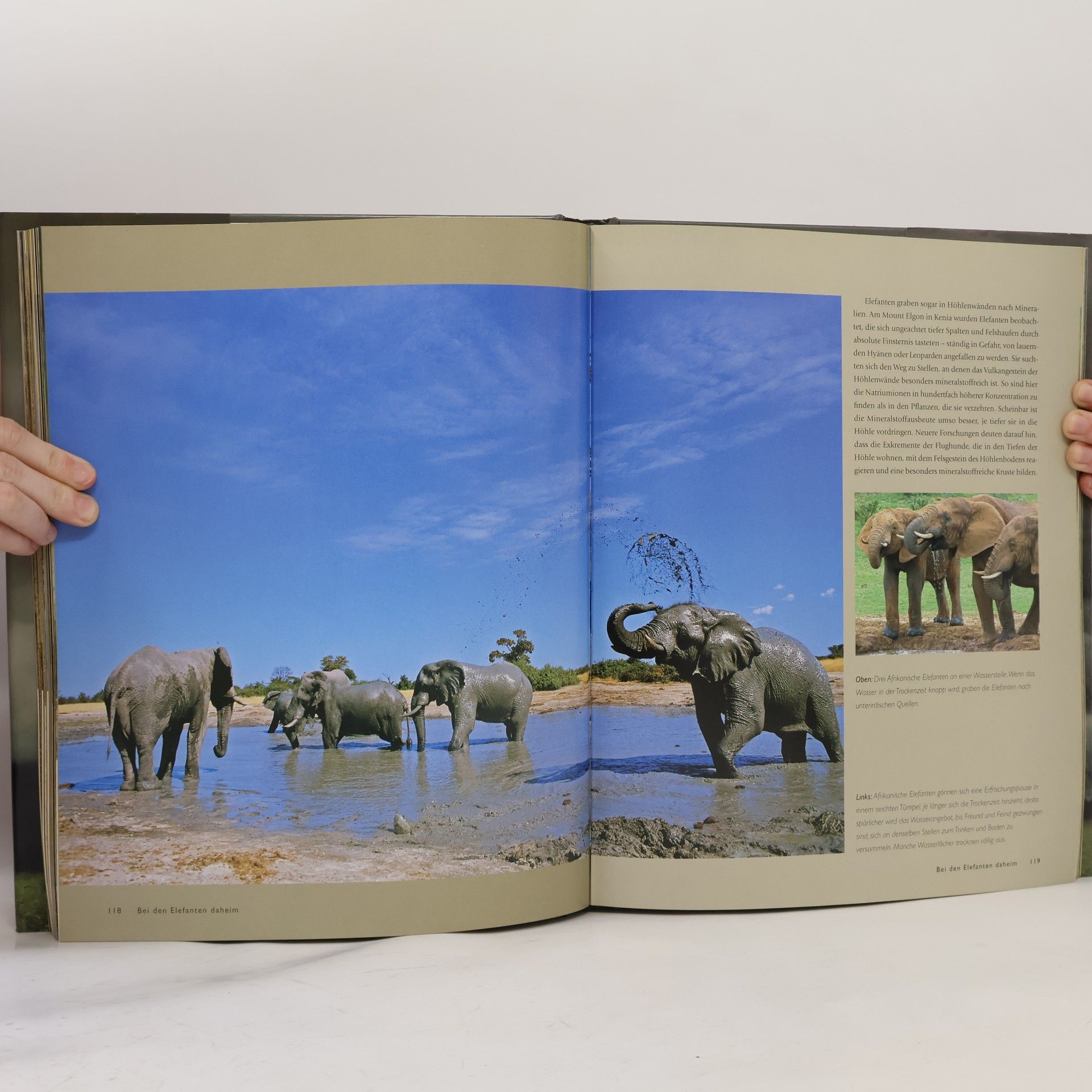 Gill Davies Der Elefant