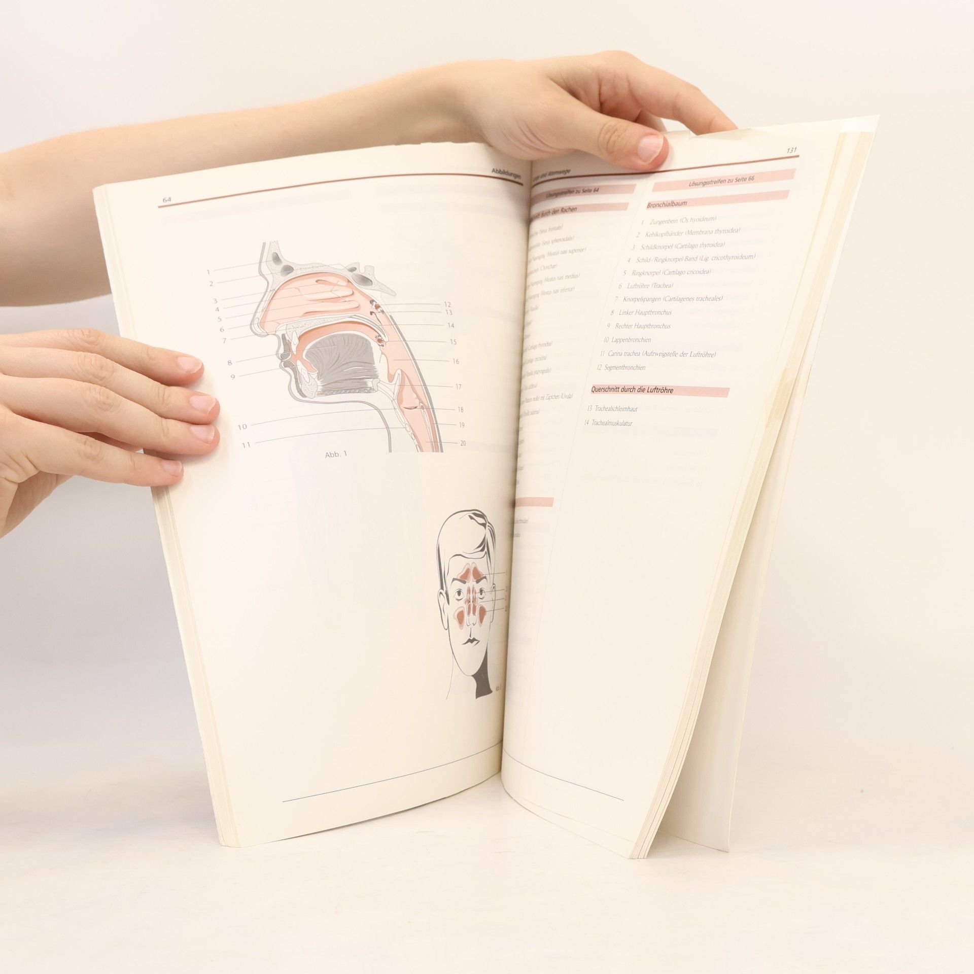 Ralf Hartenstein Anatomische Grafiken zum Beschriften - 2. Auflage