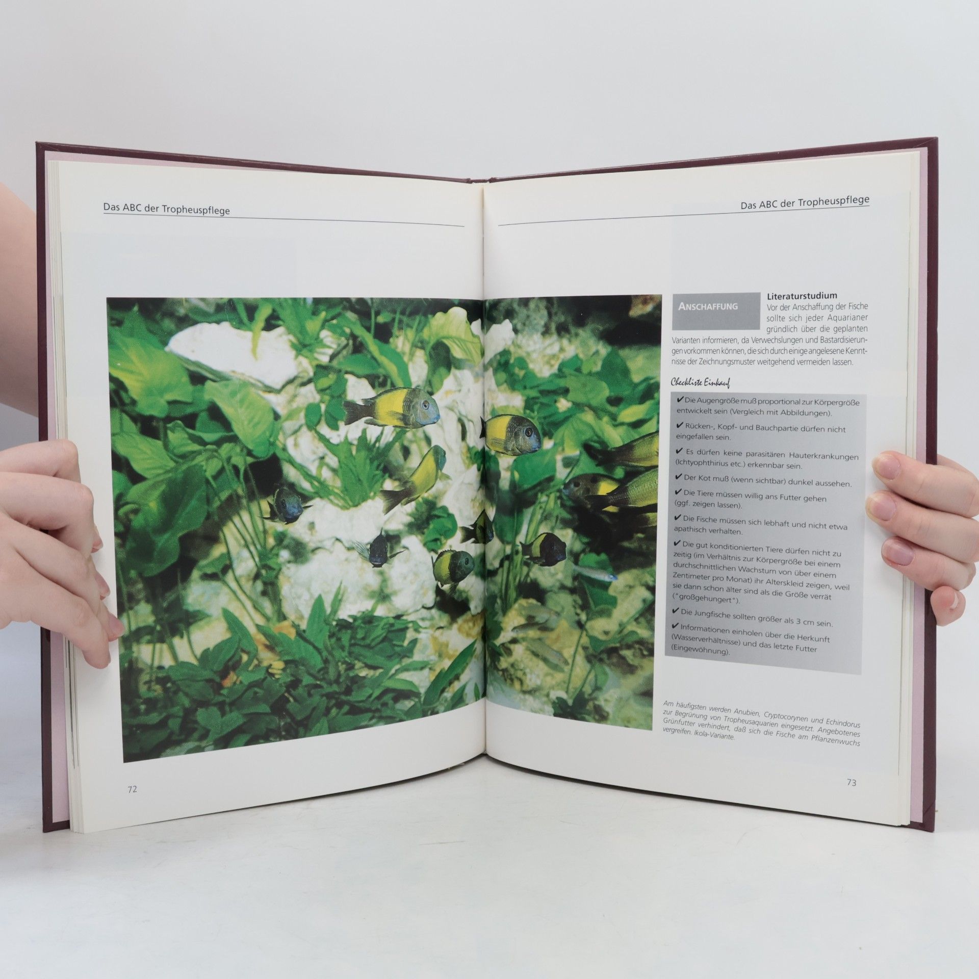 Frank Schneidewind Das Grosse Buch der Tropheus-Cichliden