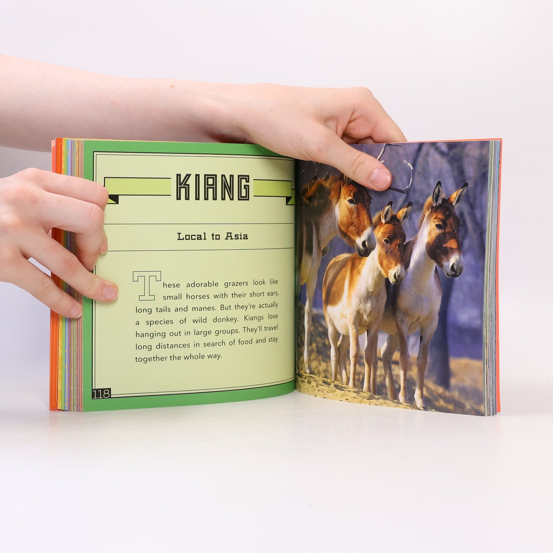 Lonely Planet Publications Staff World's Cutest Animals