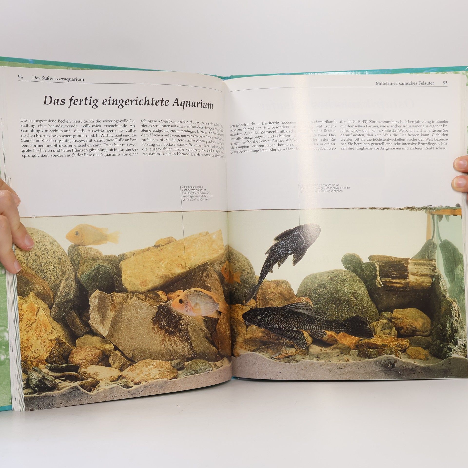 Peter W. Scott Das Aquarien Handbuch