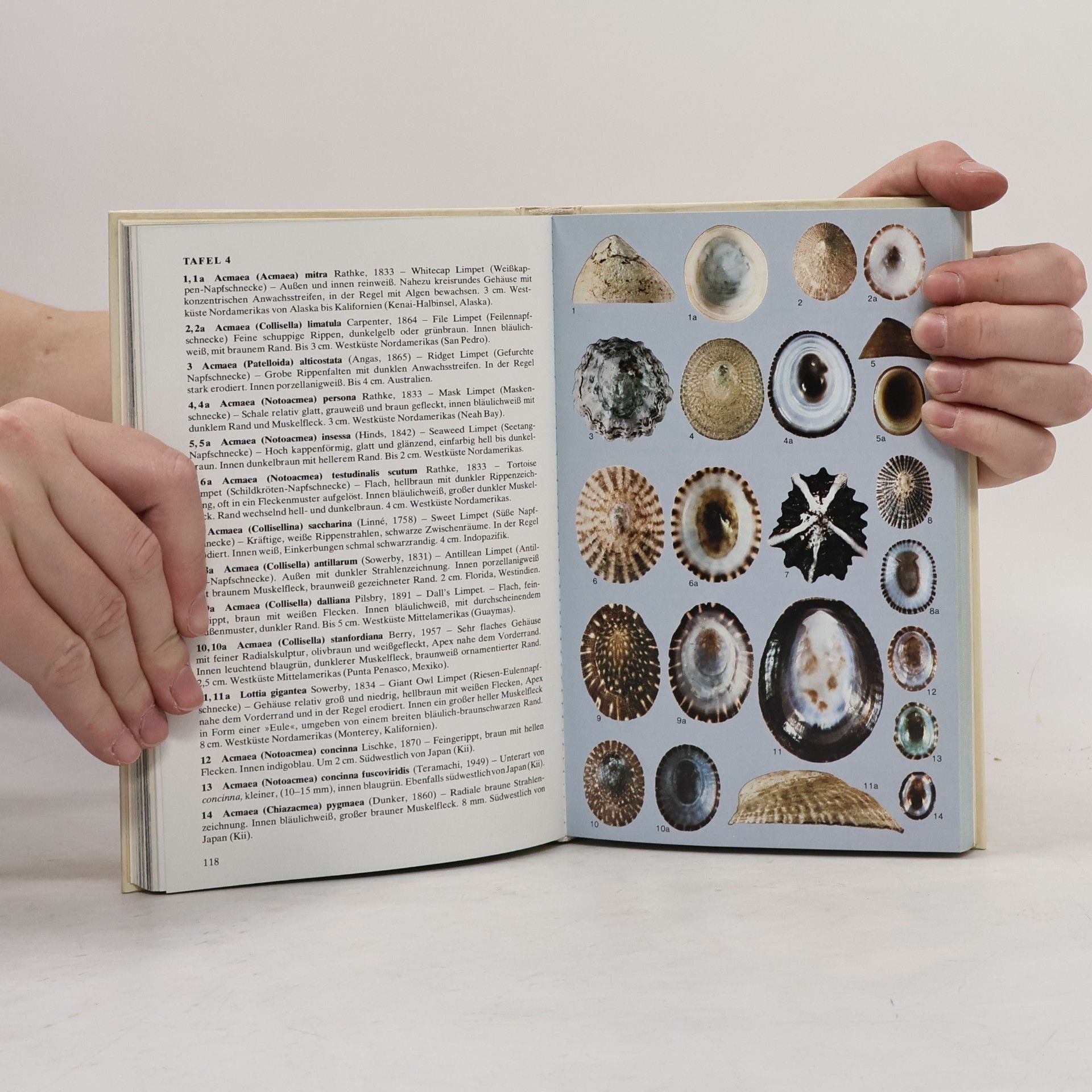 Gert Lindner Muscheln + [und] Schnecken der Weltmeere