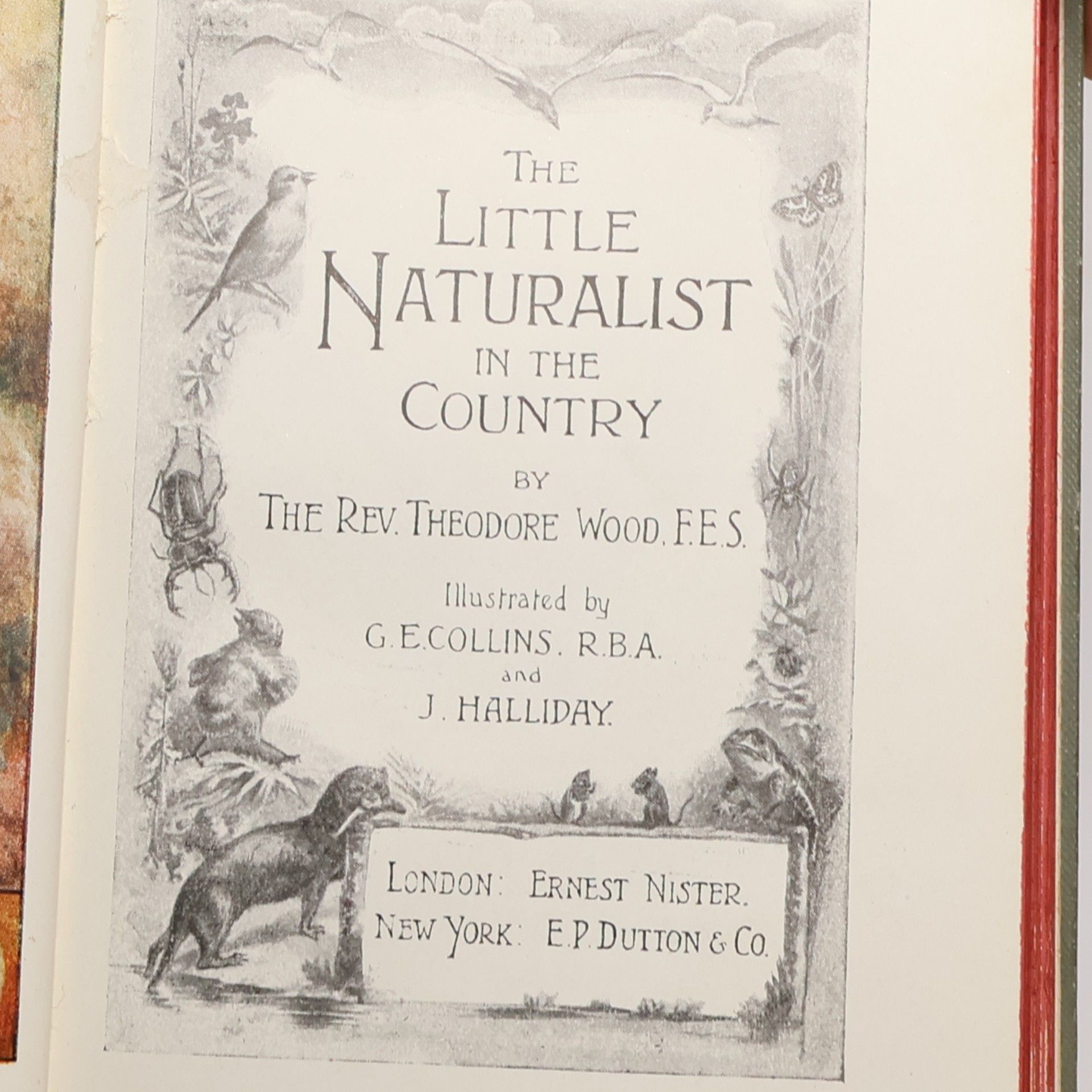 Reverend Theodore Wood The Little Naturalist In the Country