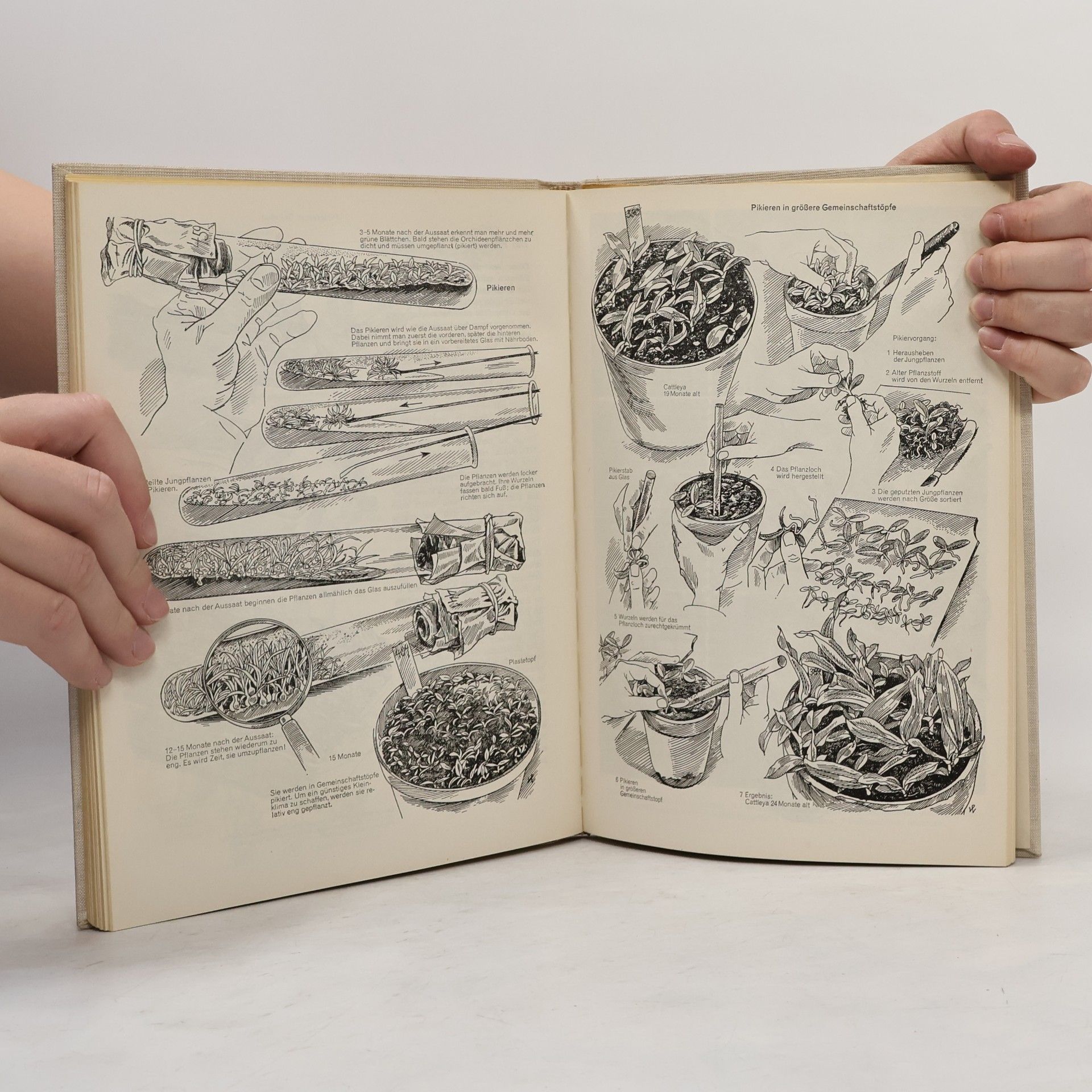 Walter Richter Orchideen. Pflegen, vermehren, züchten