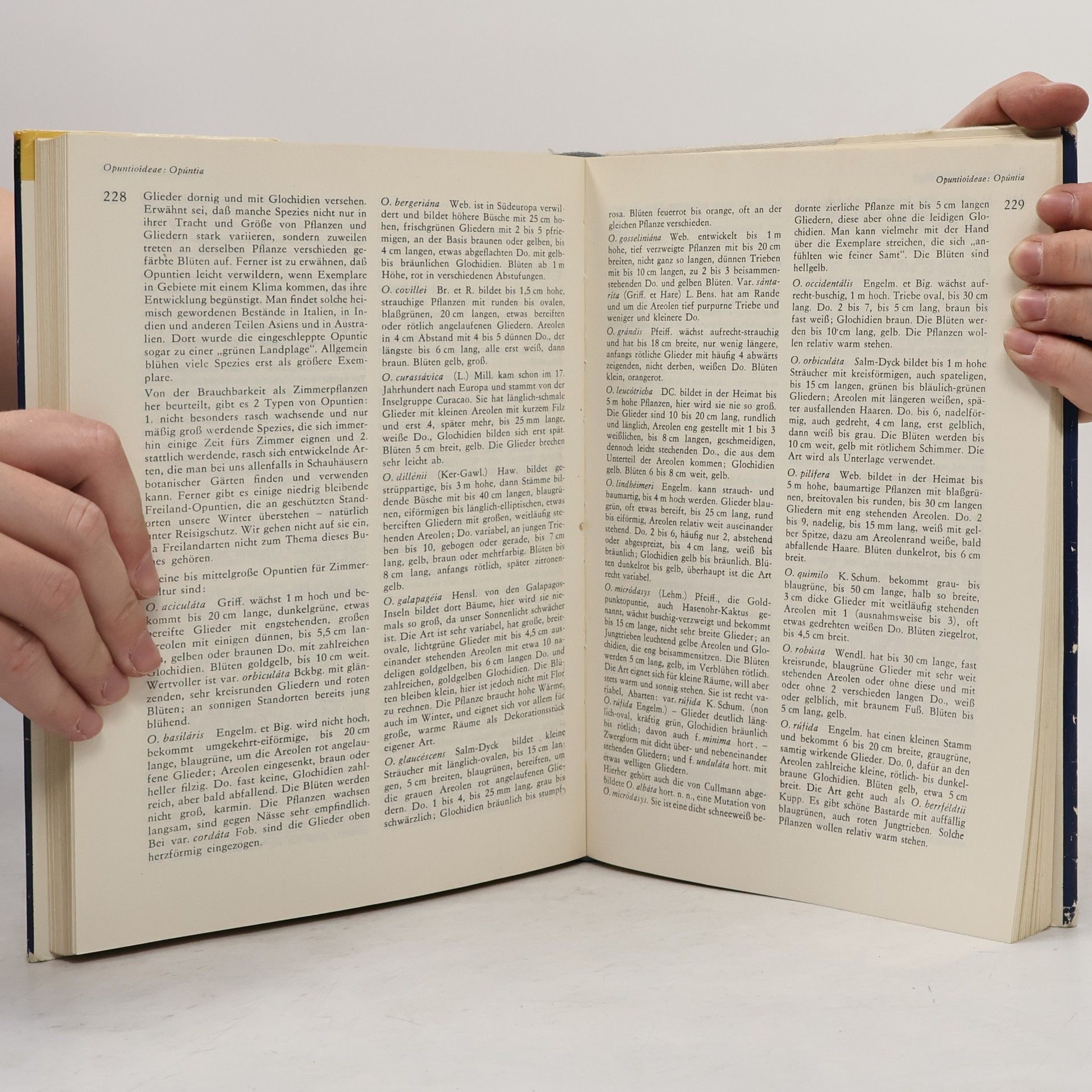 Autorenkollektiv Kakteen und andere schöne Sukkulenten