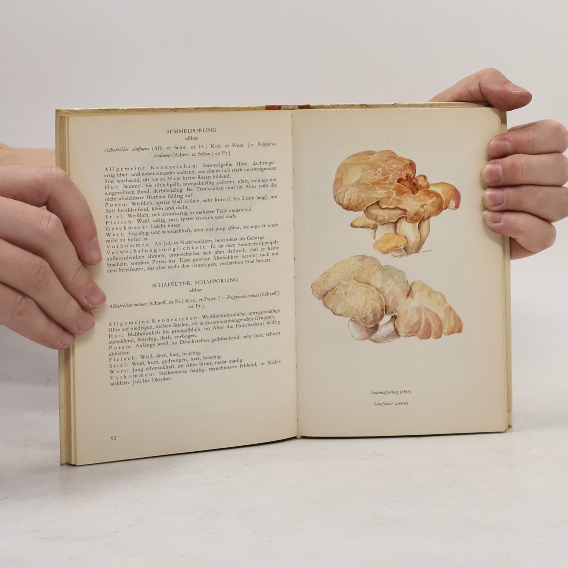 Christoph Needon Taschenbuch der wichtigsten heimischen Pilze