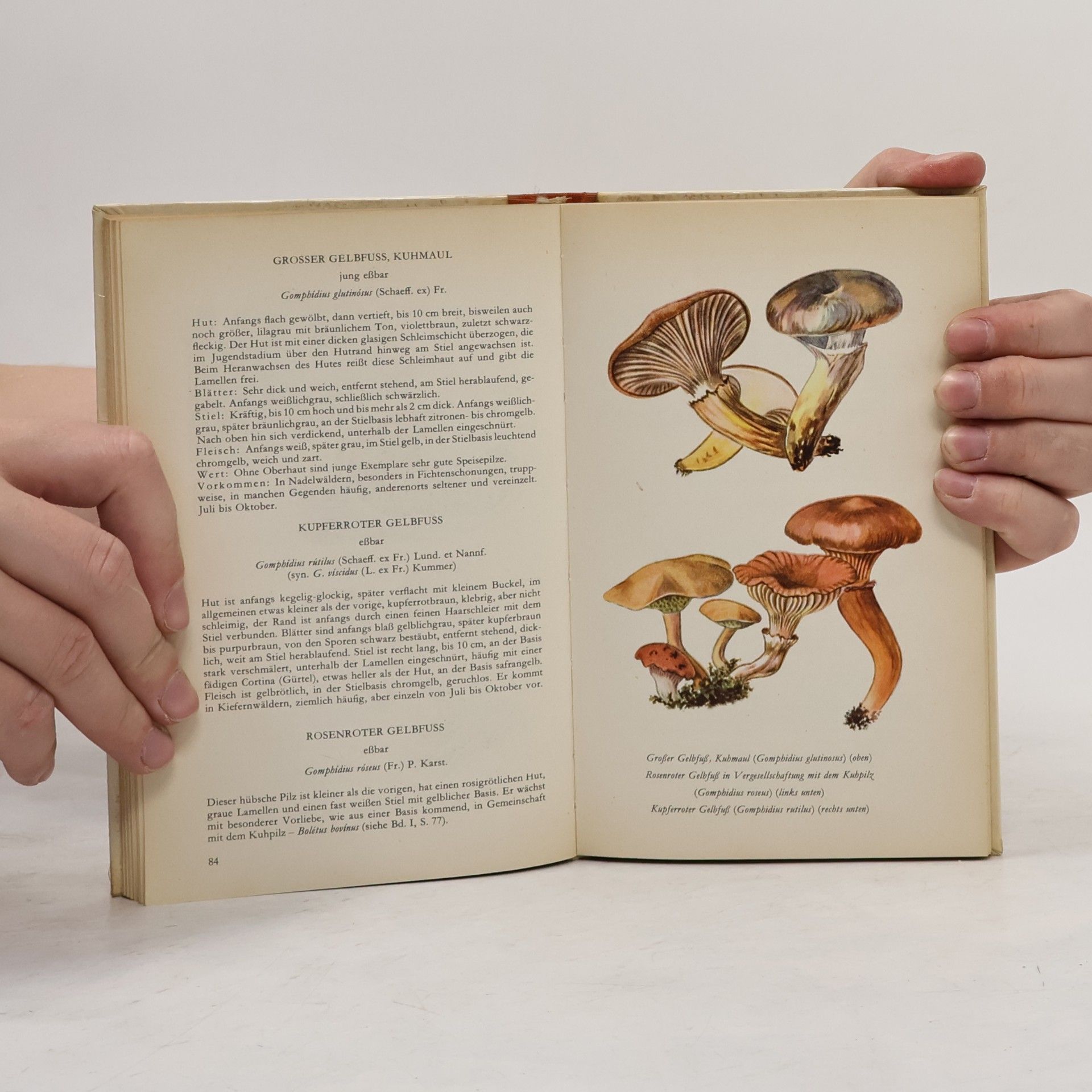Christoph Needon Taschenbuch der Wichtigsten Heimischen Pilze II