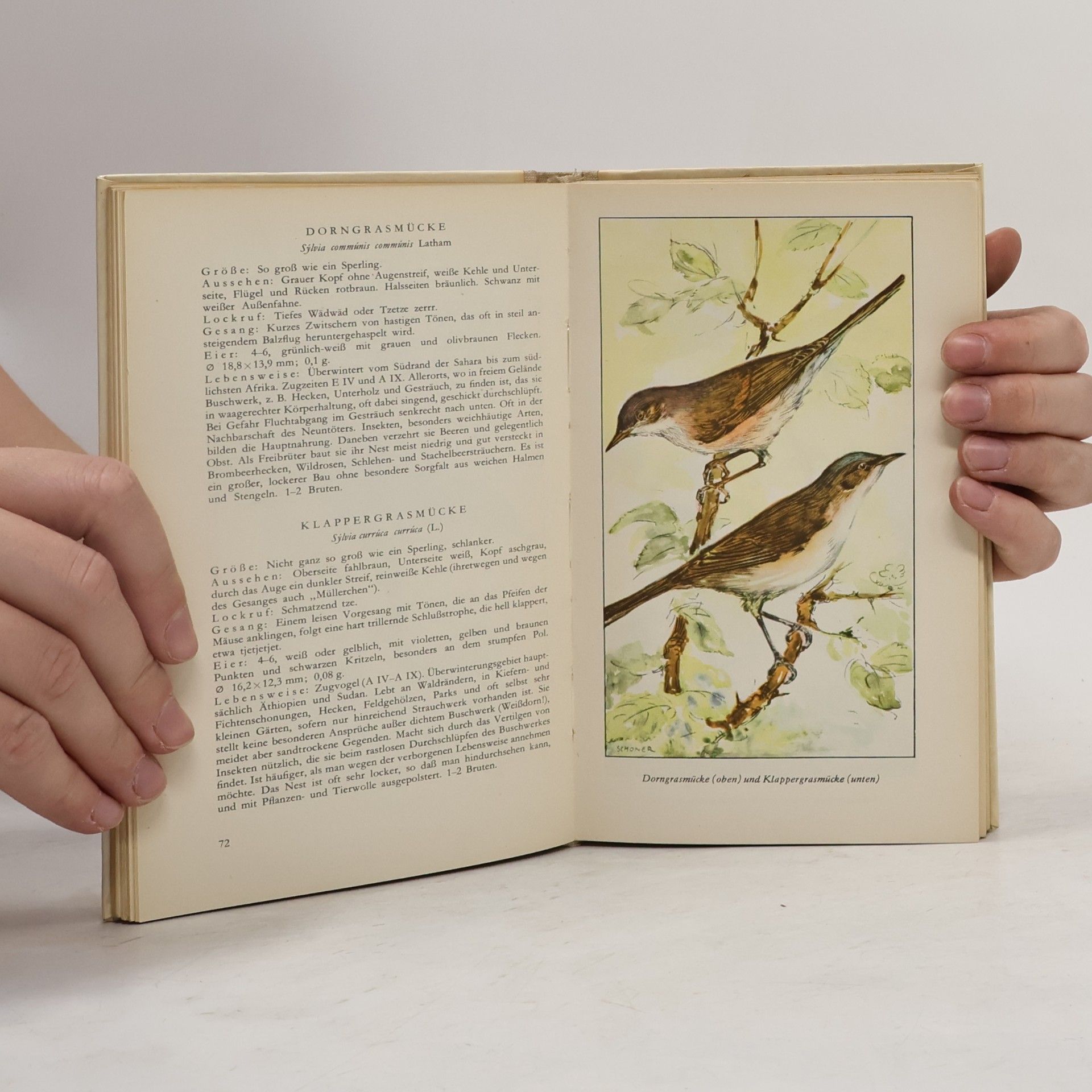 Gerhard Creutz Taschenbuch der Heimischen Singvögel