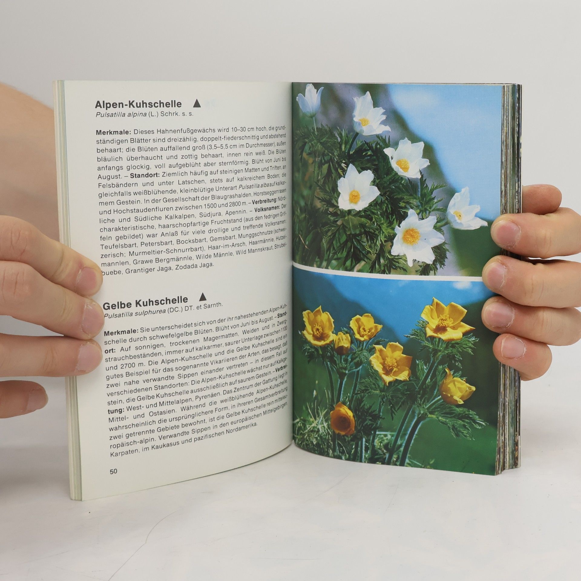 Elfrune Wendelberger Alpenblumen