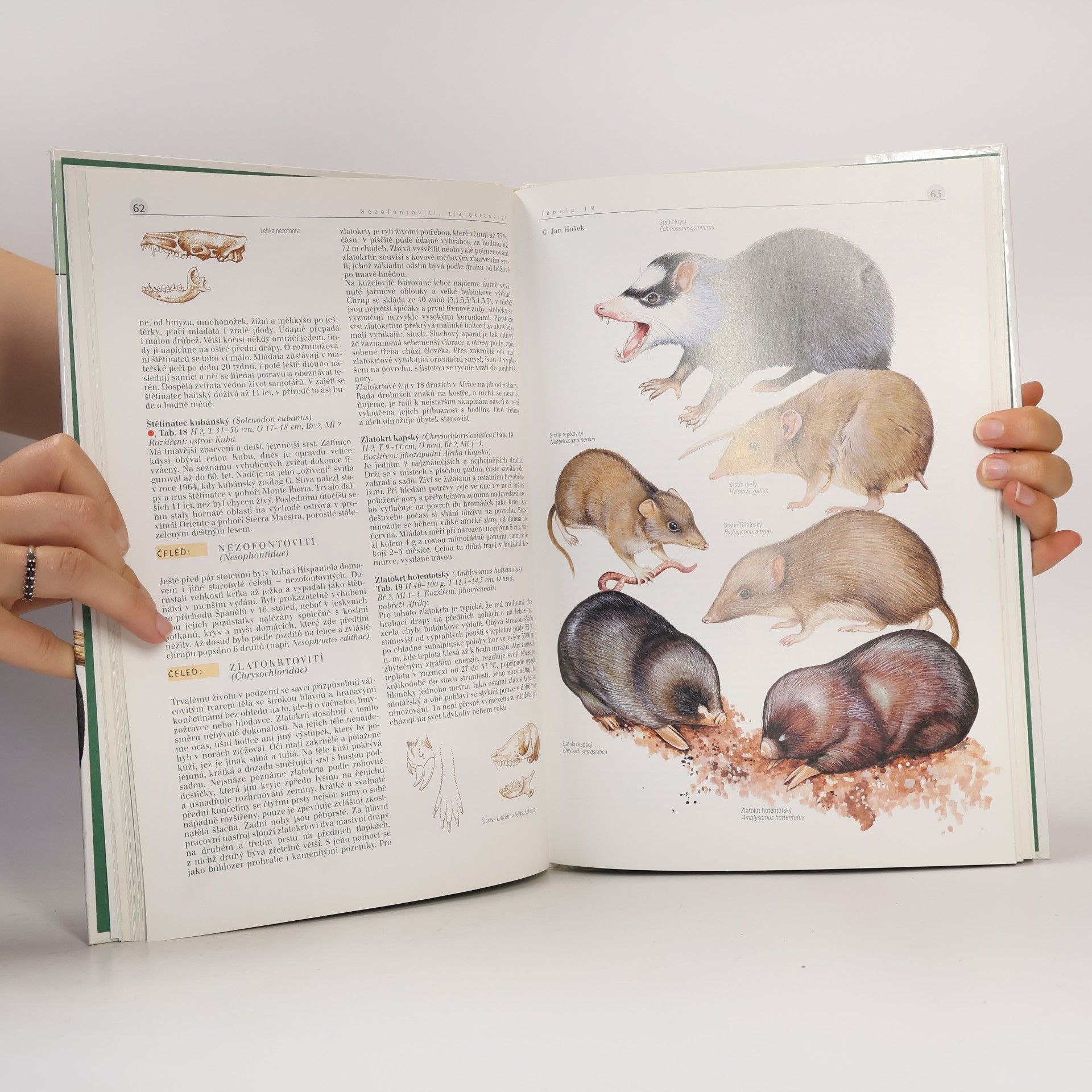 Autores varios Savci (1) : ptakořitní, vačnatci, chudozubí, hmyzožravci, tany, letuchy, letouni, primáti