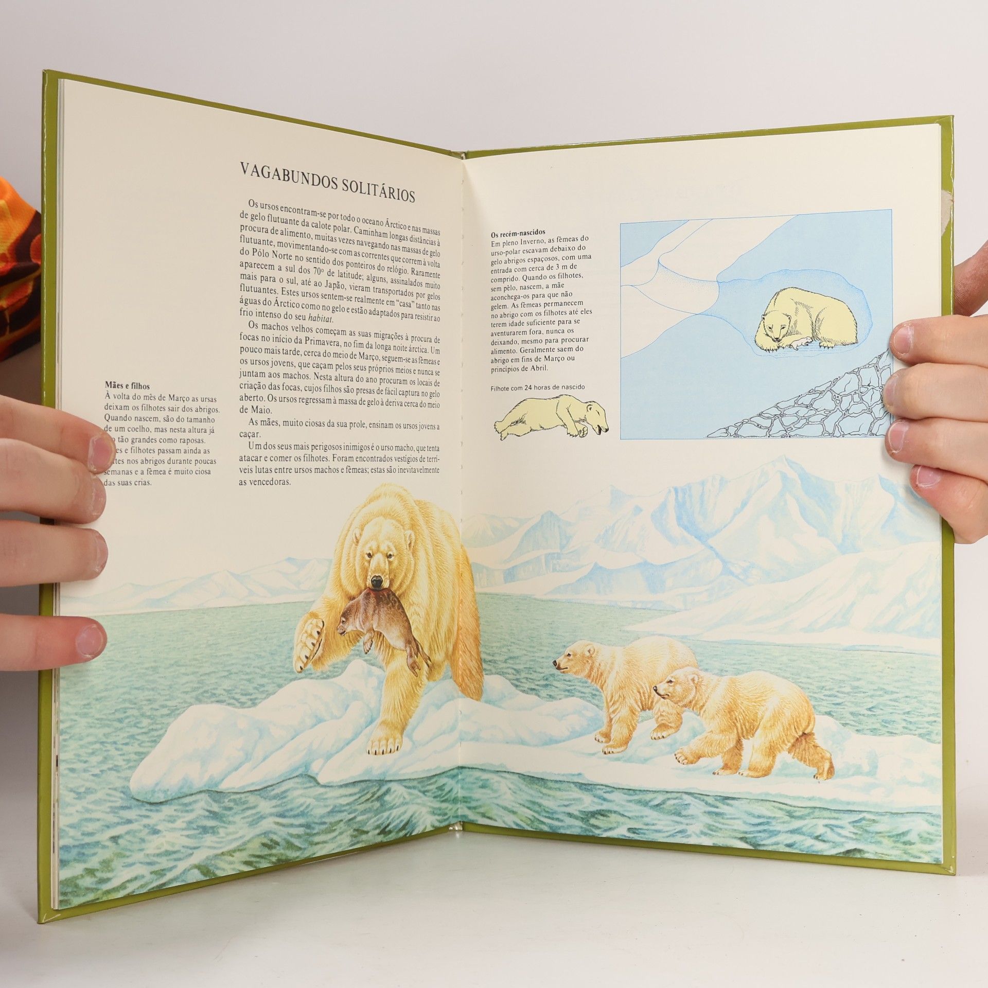 Various authors Ursos e Pandas