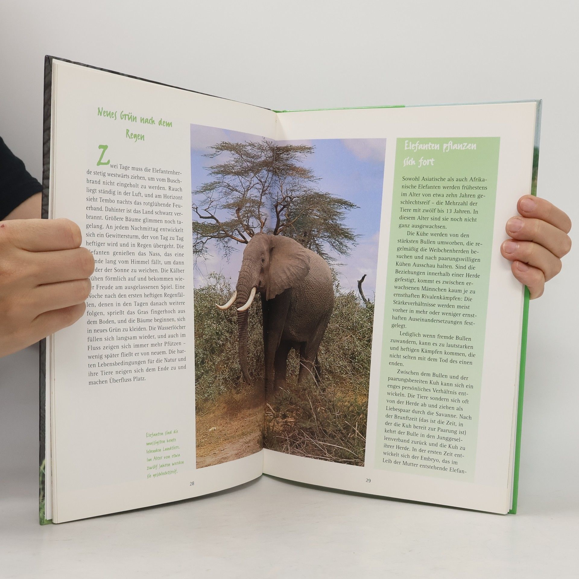 Ursula Dolder Tembo der kleine Elefant