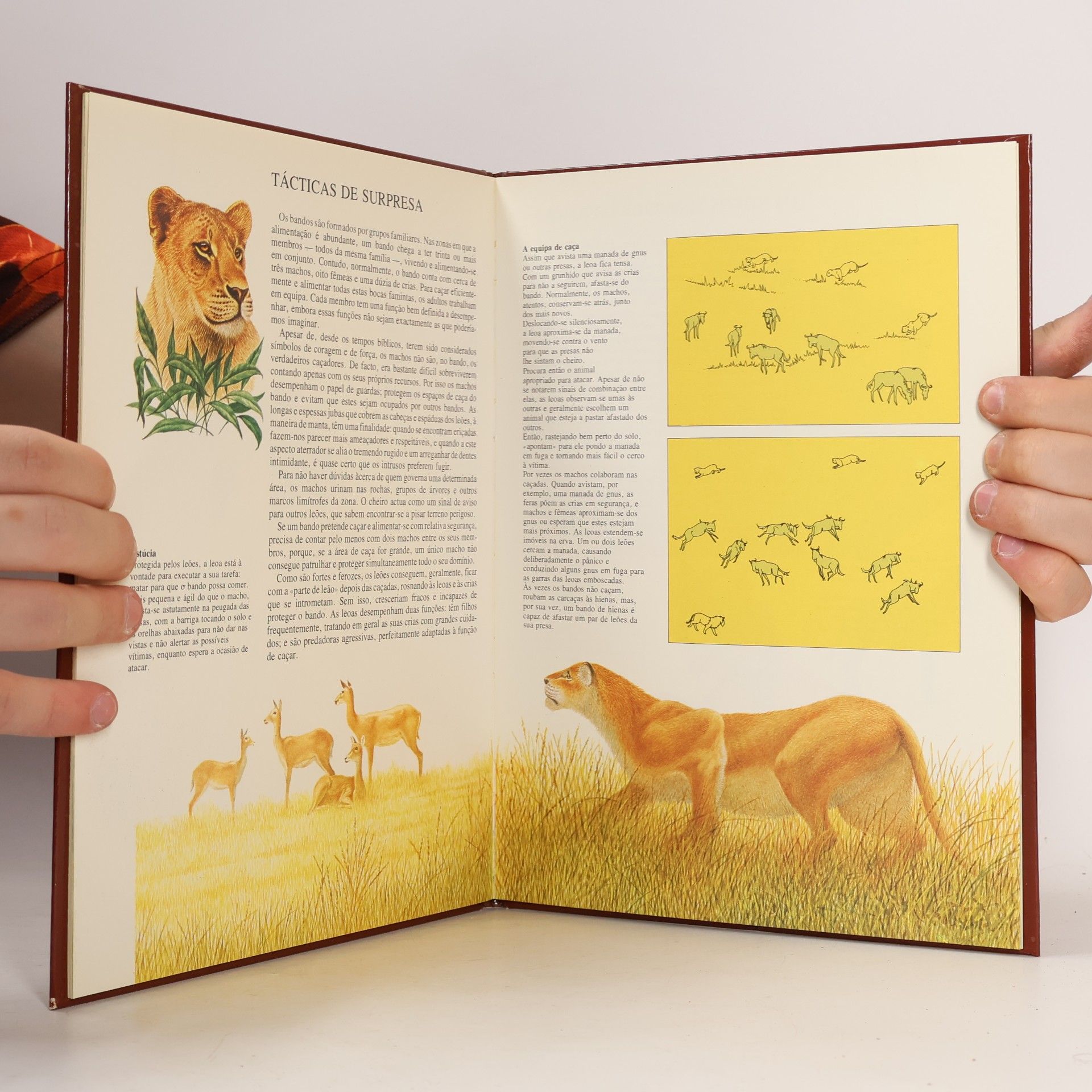 Autorenkollektiv Os Grandes Felinos