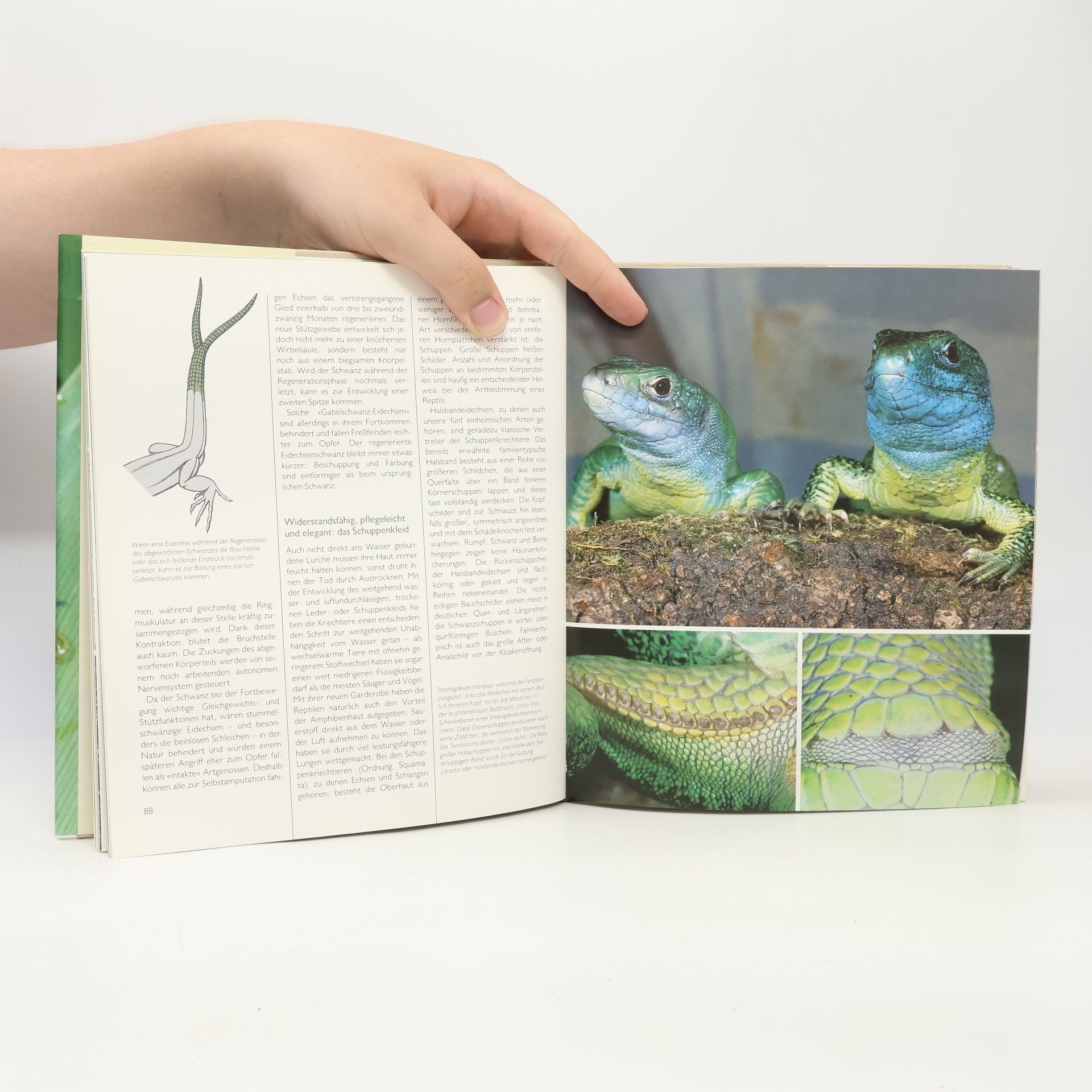 Max Meier Amphibien und Reptilien der Schweiz