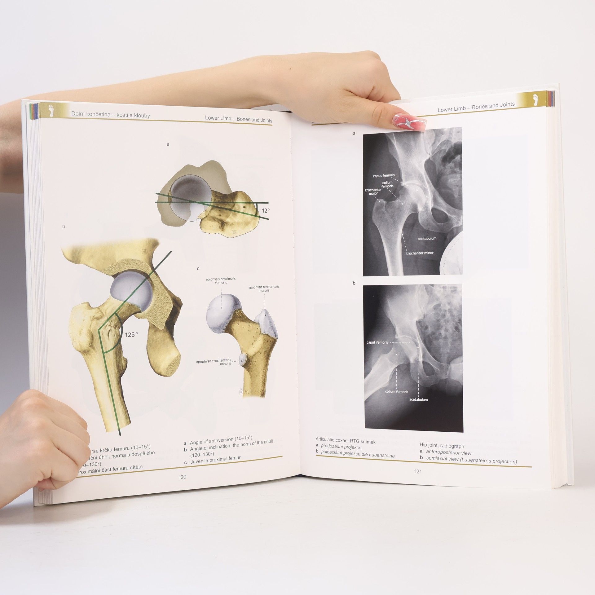 Miloš Grim Atlas anatomie člověka. Atlas of human anatomy