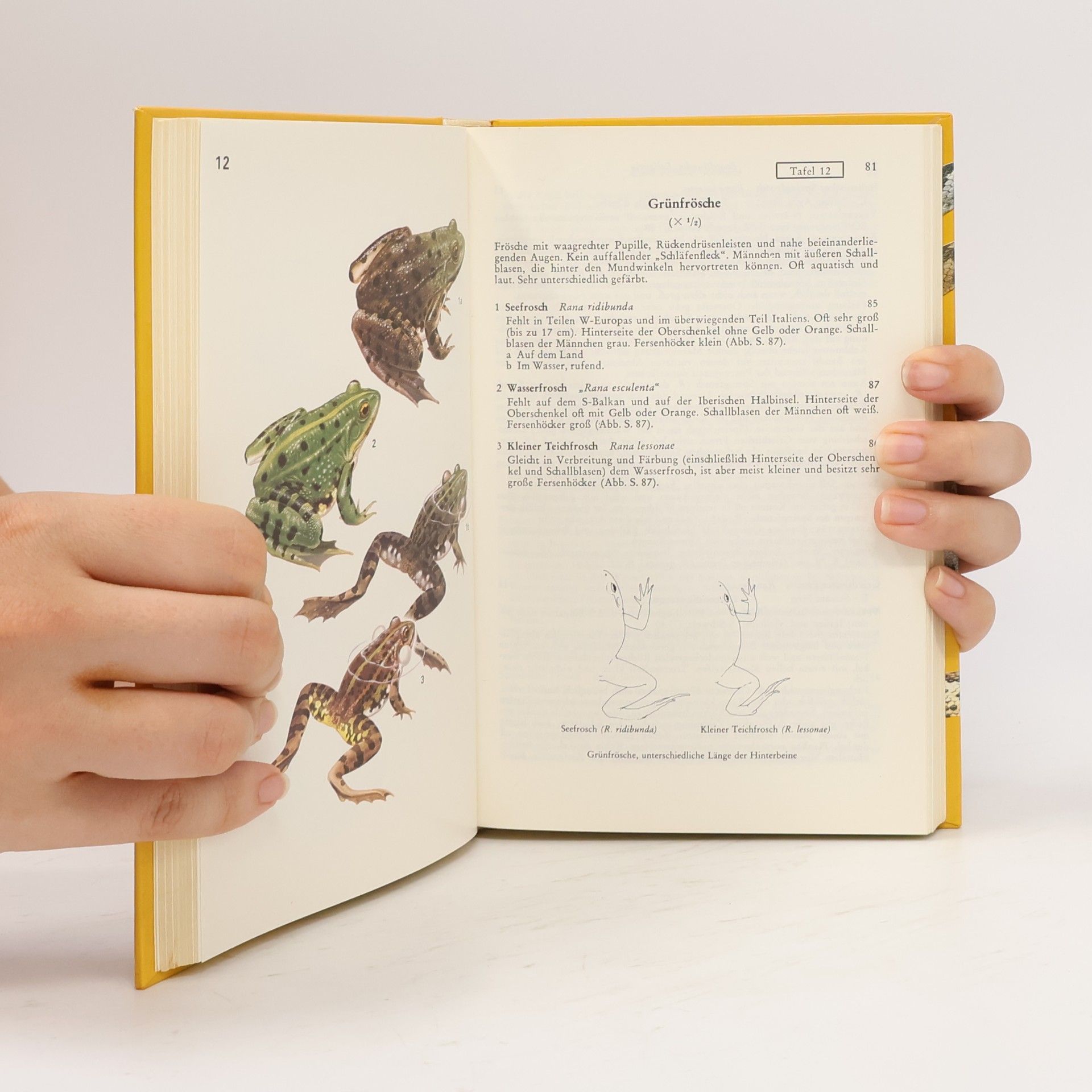 Nicholas Arnold Pareys Reptilien - und Amphibienführer Europas