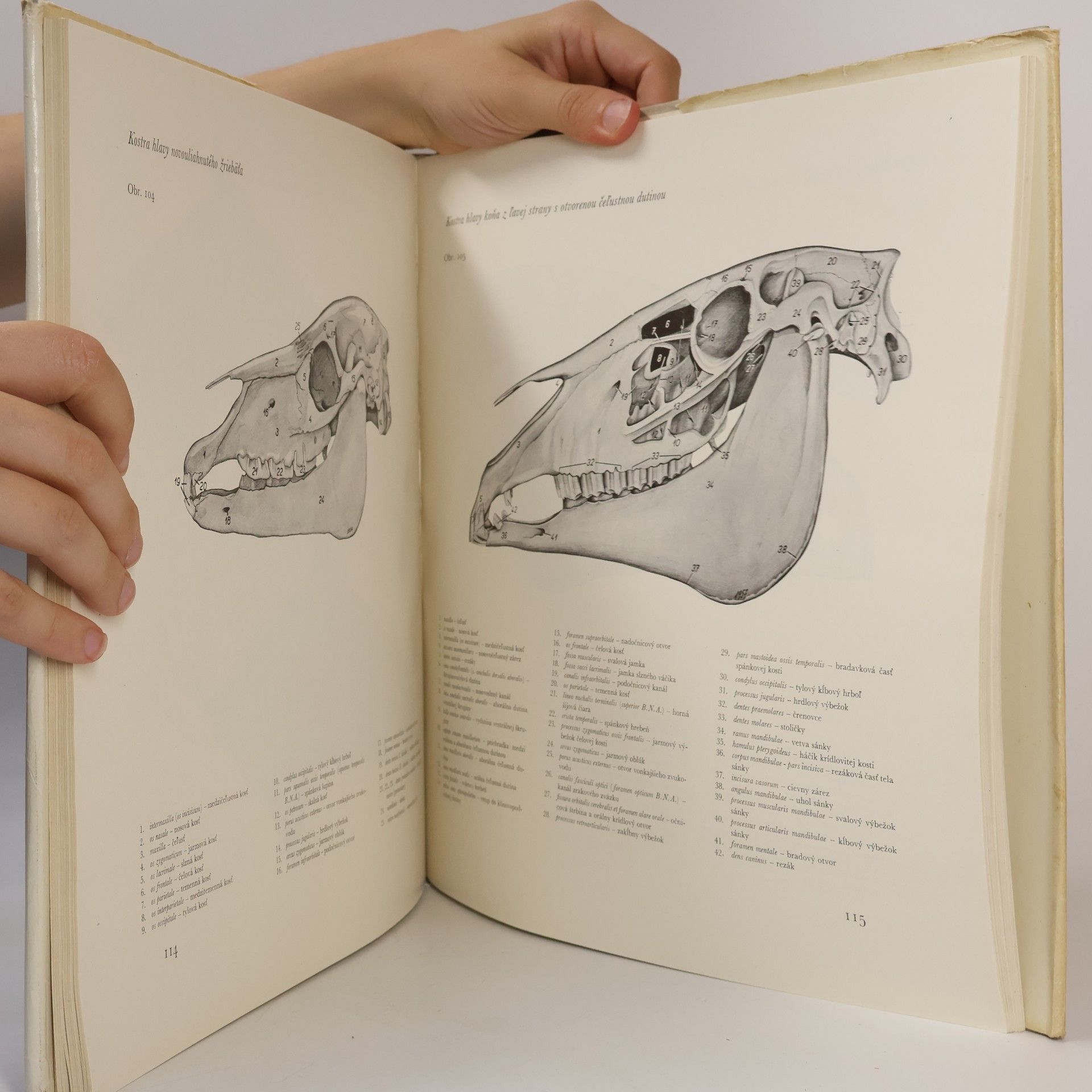 Peter Popesko Atlas topografickej anatómie hospodárskych zvierat II
