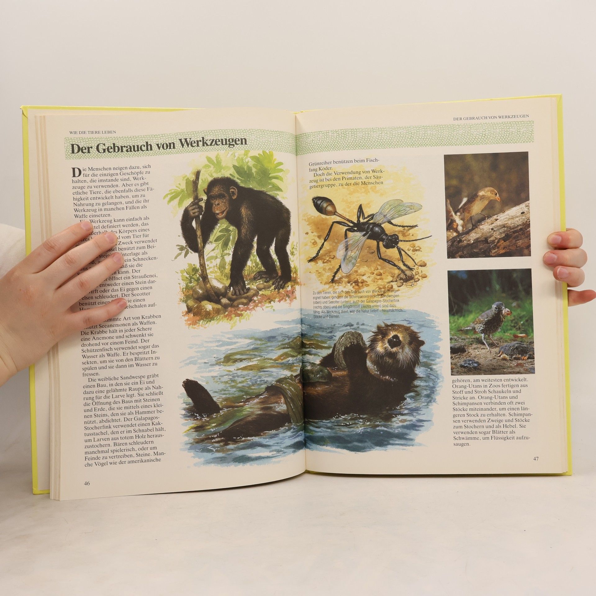 Mark Lambert Mein grosses Buch über das Leben der Tiere