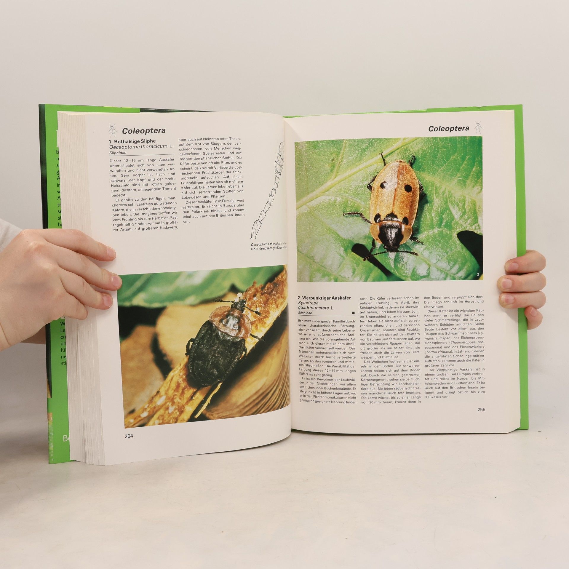 Autorenkollektiv Insekten