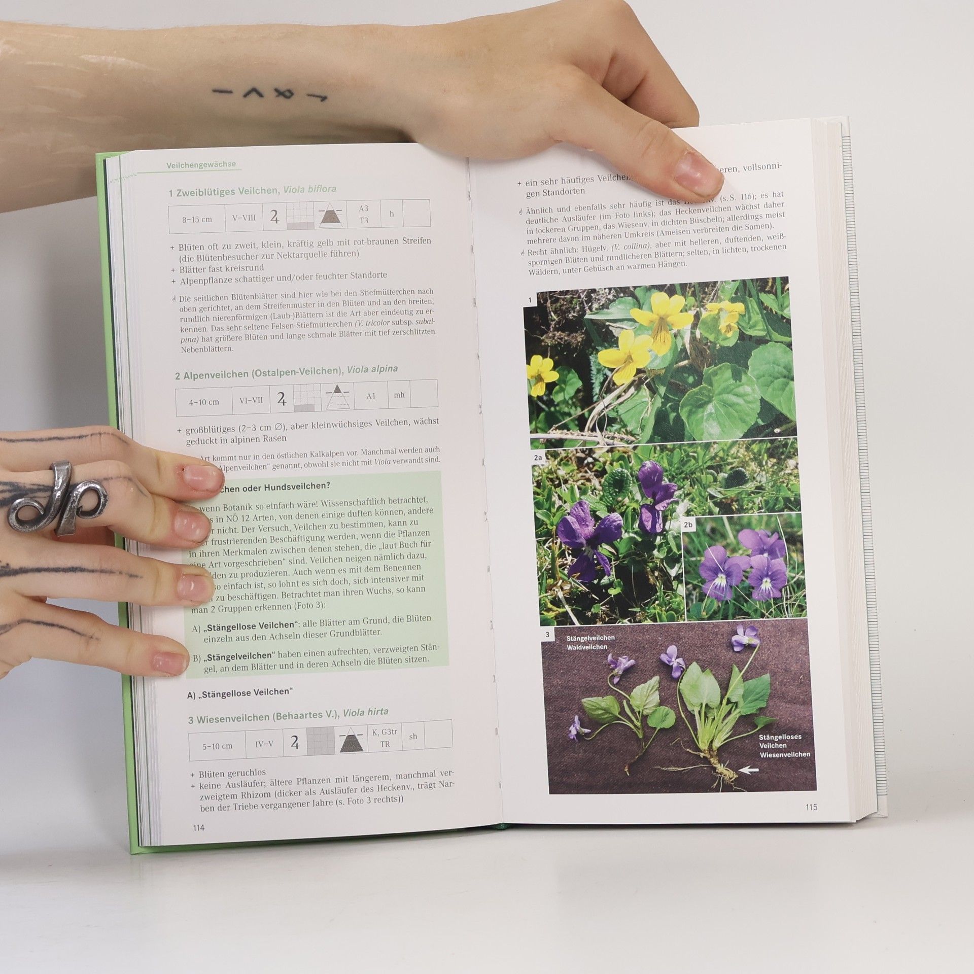 Ökologische Flora, Niederösterreichs Wildpflanzen entdecken und bestimmen