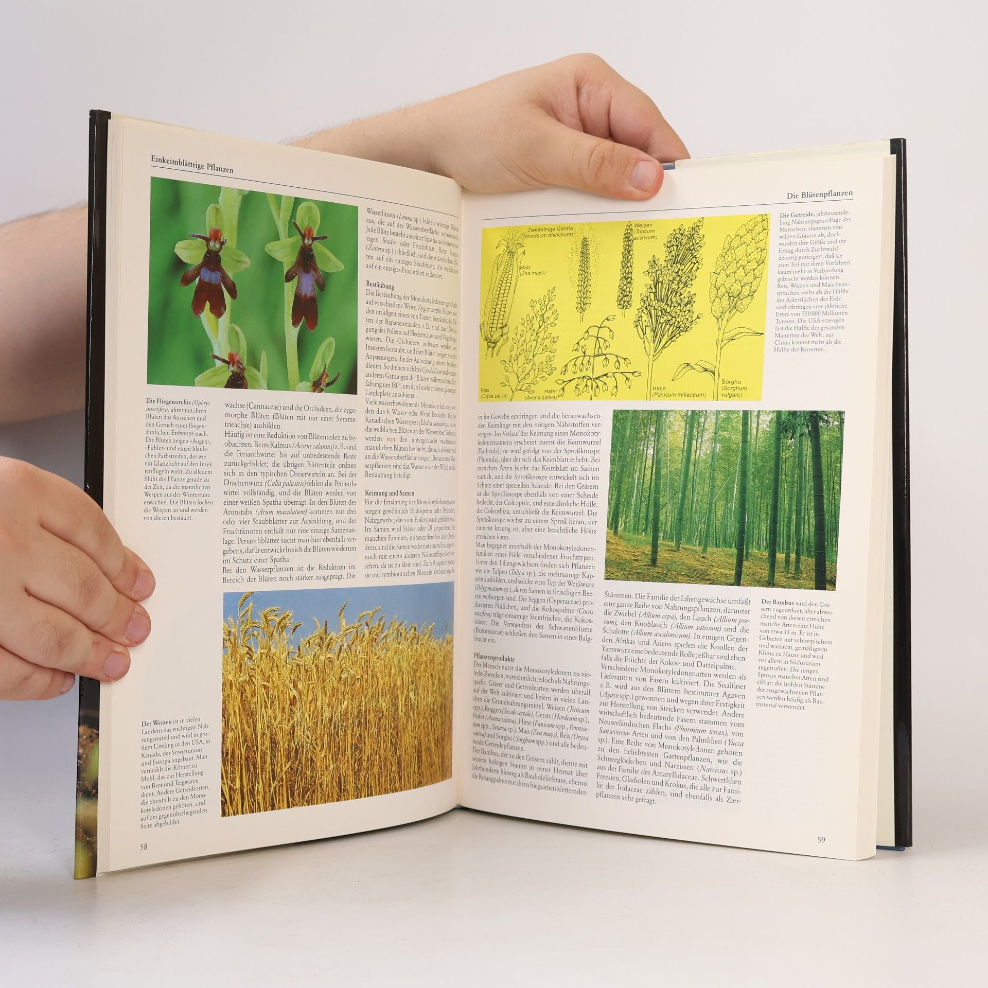 Autorenkollektiv Die Pflanzen. Algen, Blumen, Holzegewäsche