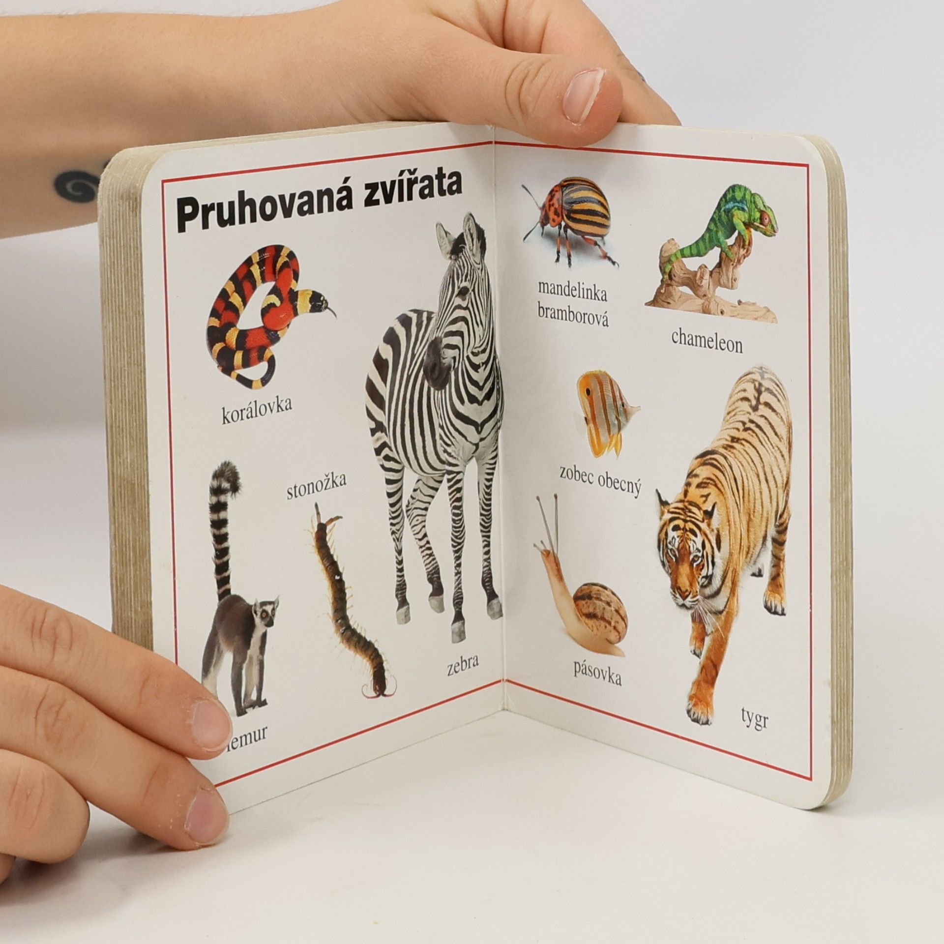 Collectif d'auteurs Zvířata