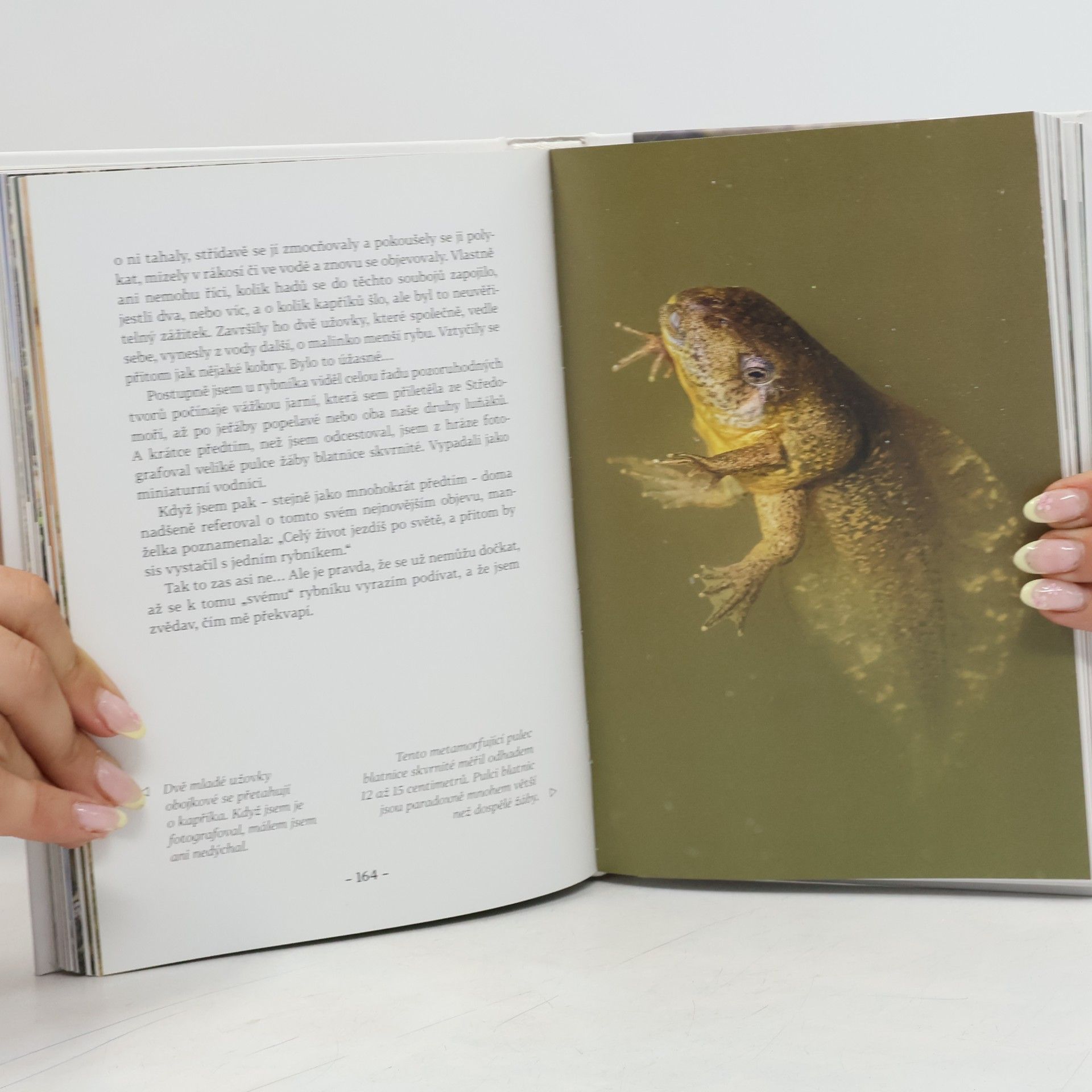 Miroslav Bobek Supi v hotelu Continental: A další zápisky ředitele zoo