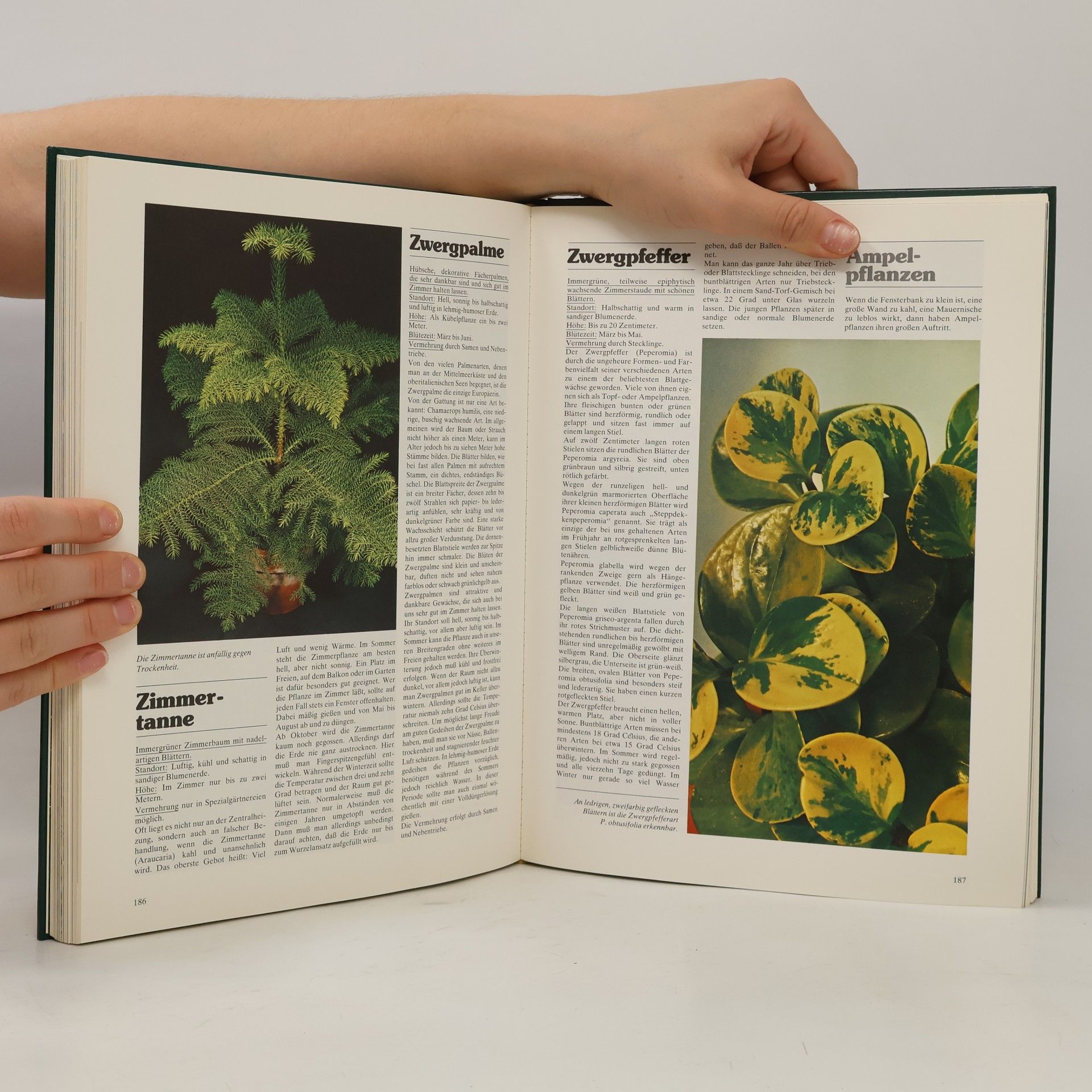 Autorenkollektiv Das große Blumen- und Pflanzenbuch für Haus und Garten