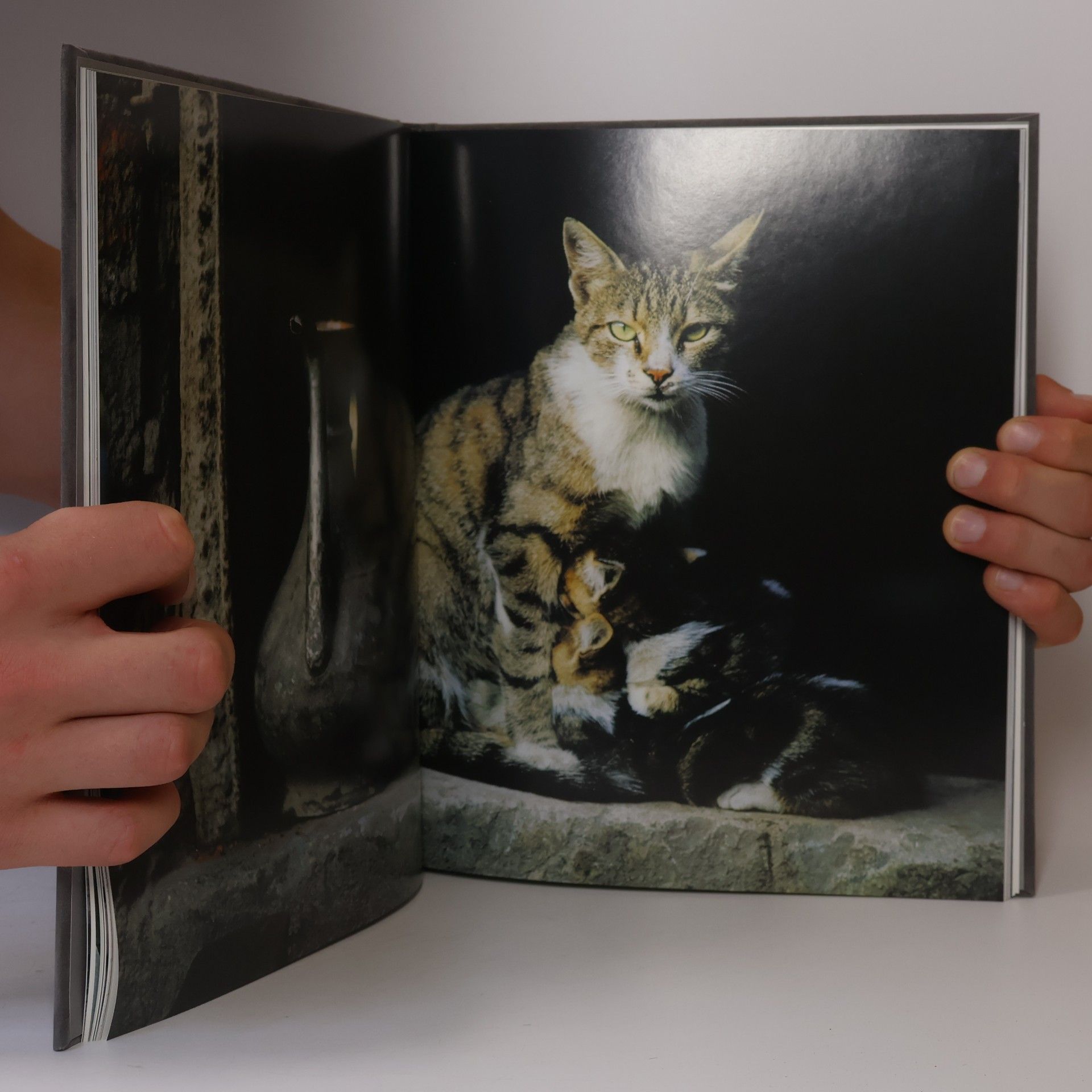 Michele Slung National Geographic: Katzen