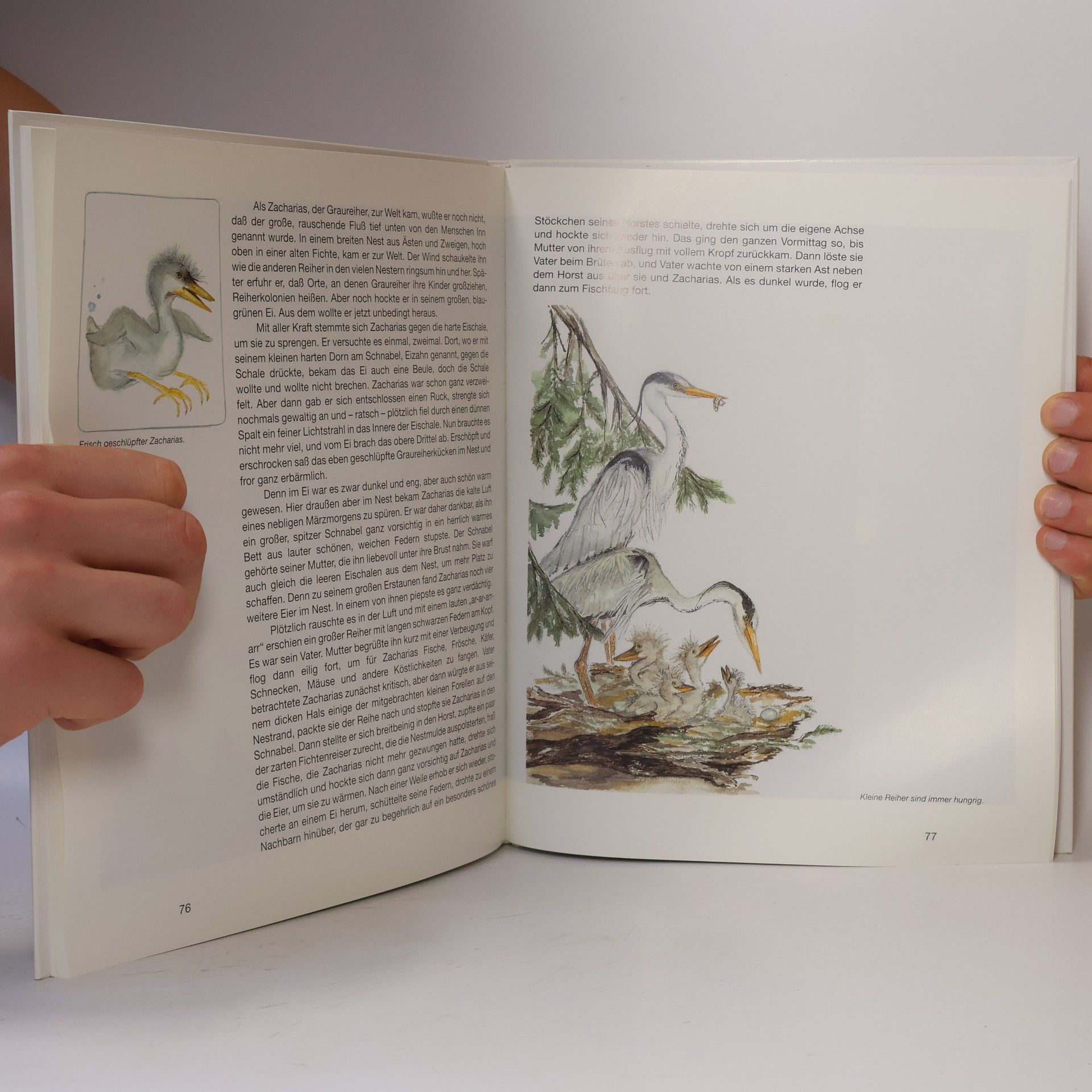 Hans Utschick Der Graureiher mit der Kindergeschichte von "Zacharias"