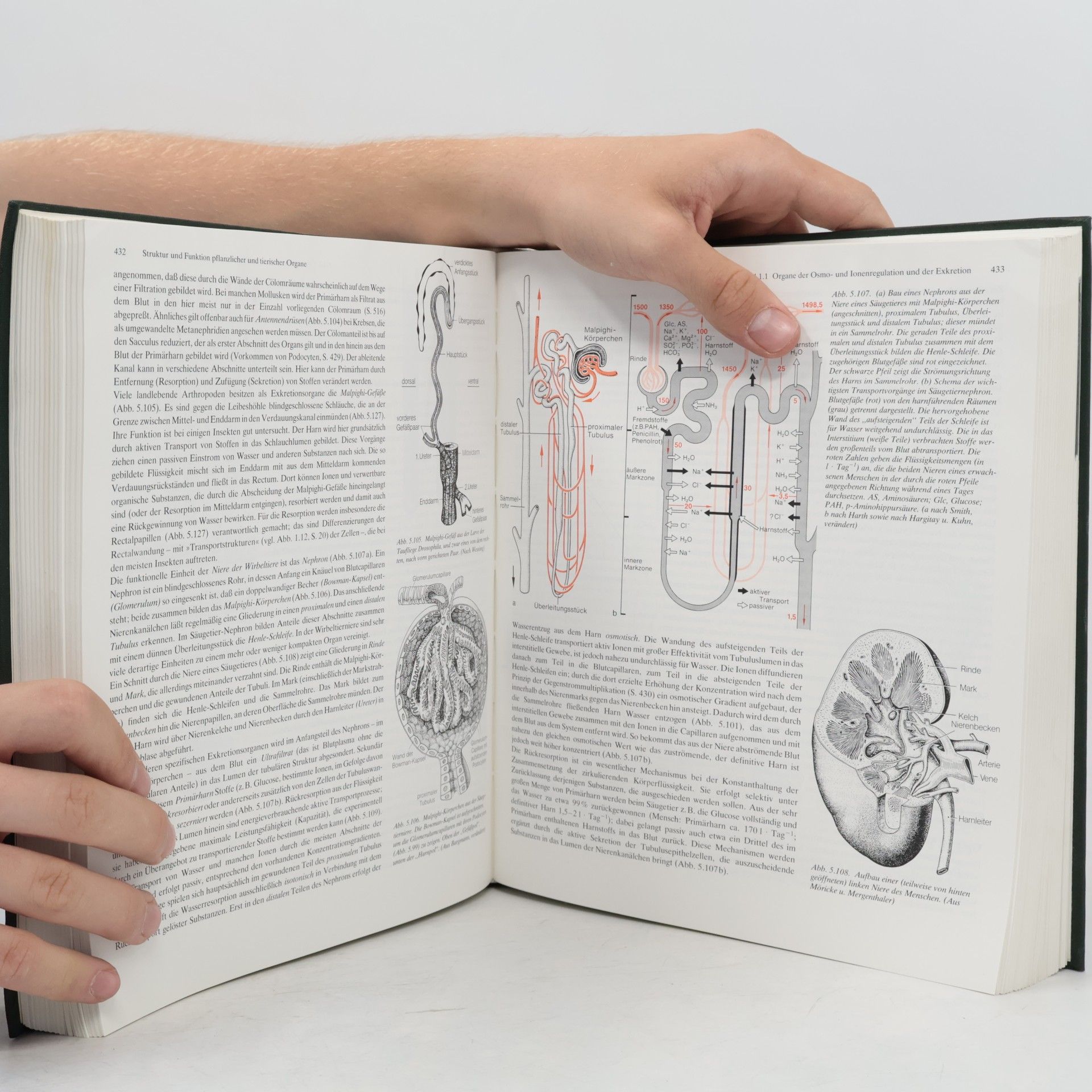 Autorenkollektiv Biologie. Ein Lehrbuch