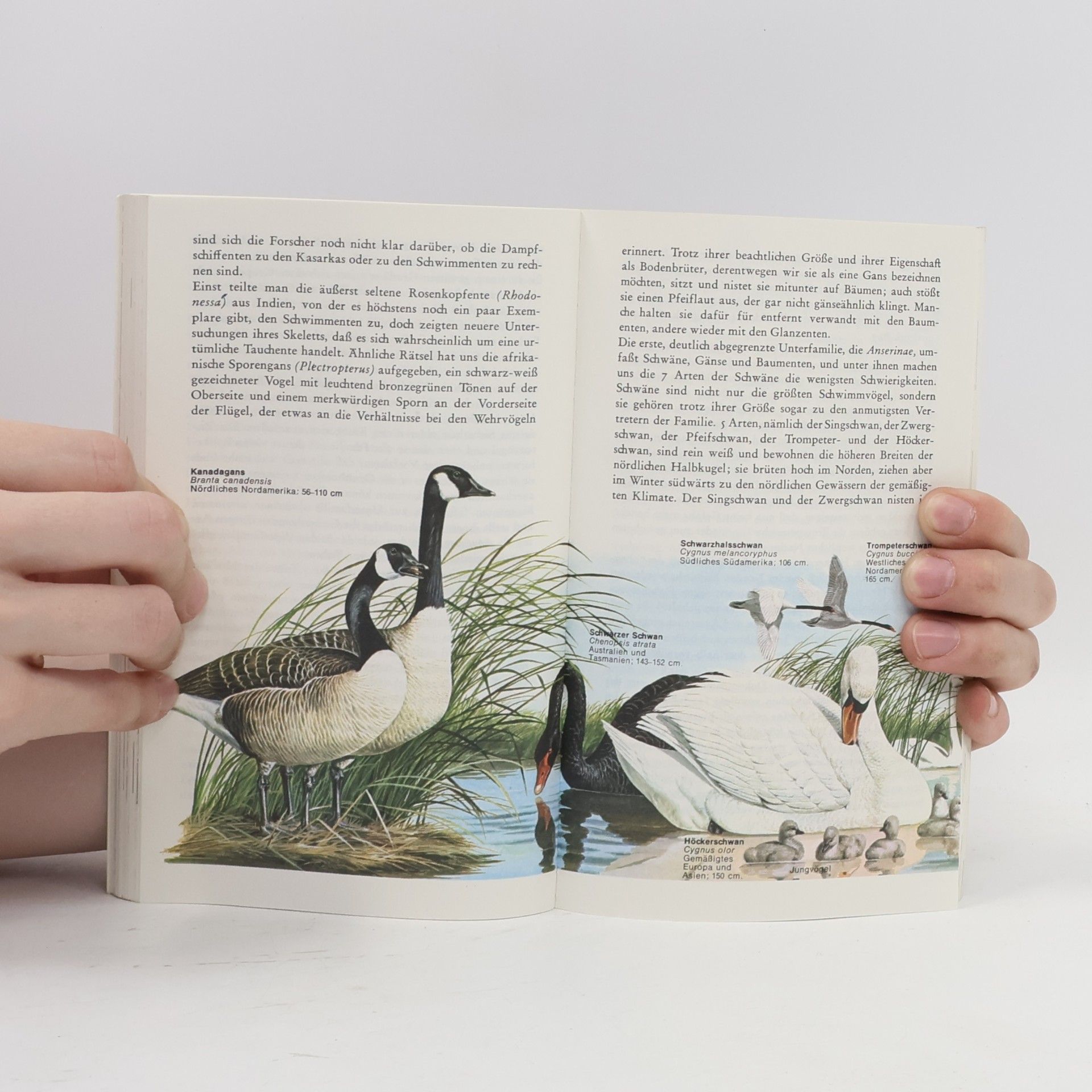 Oliver Luther Austin Knaurs Wasser- und Watvögel der Welt