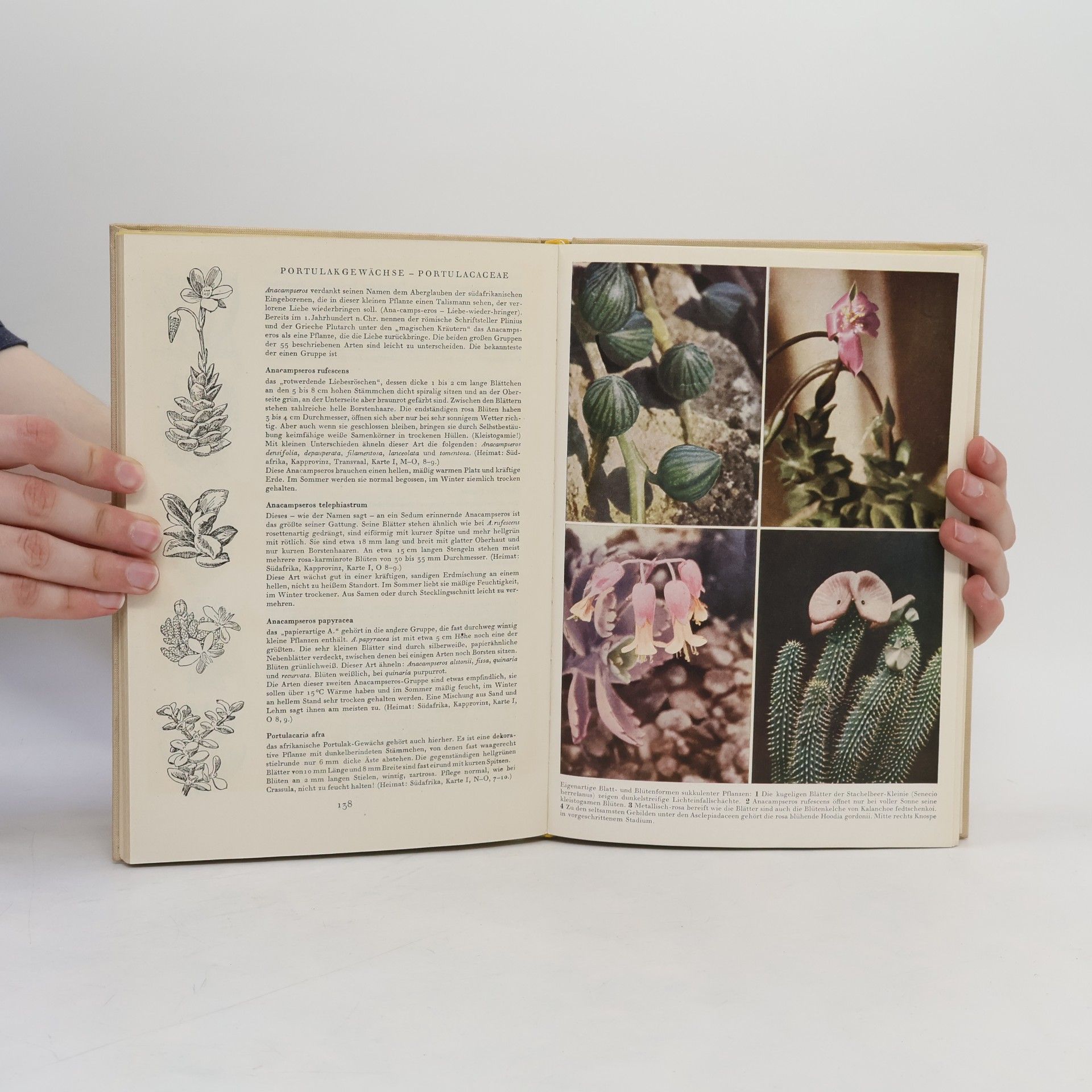 Walther Haage Das praktische Kakteenbuch in Farben