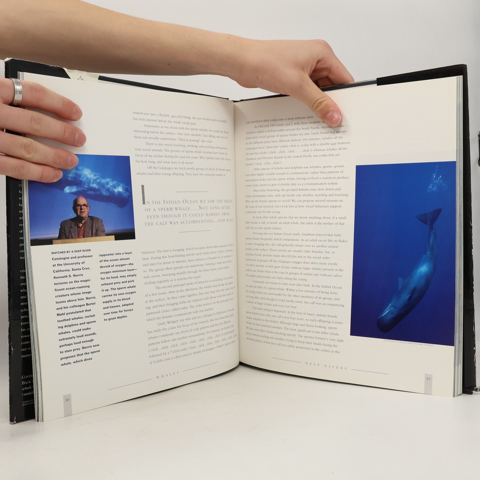 James David Darling Whales
