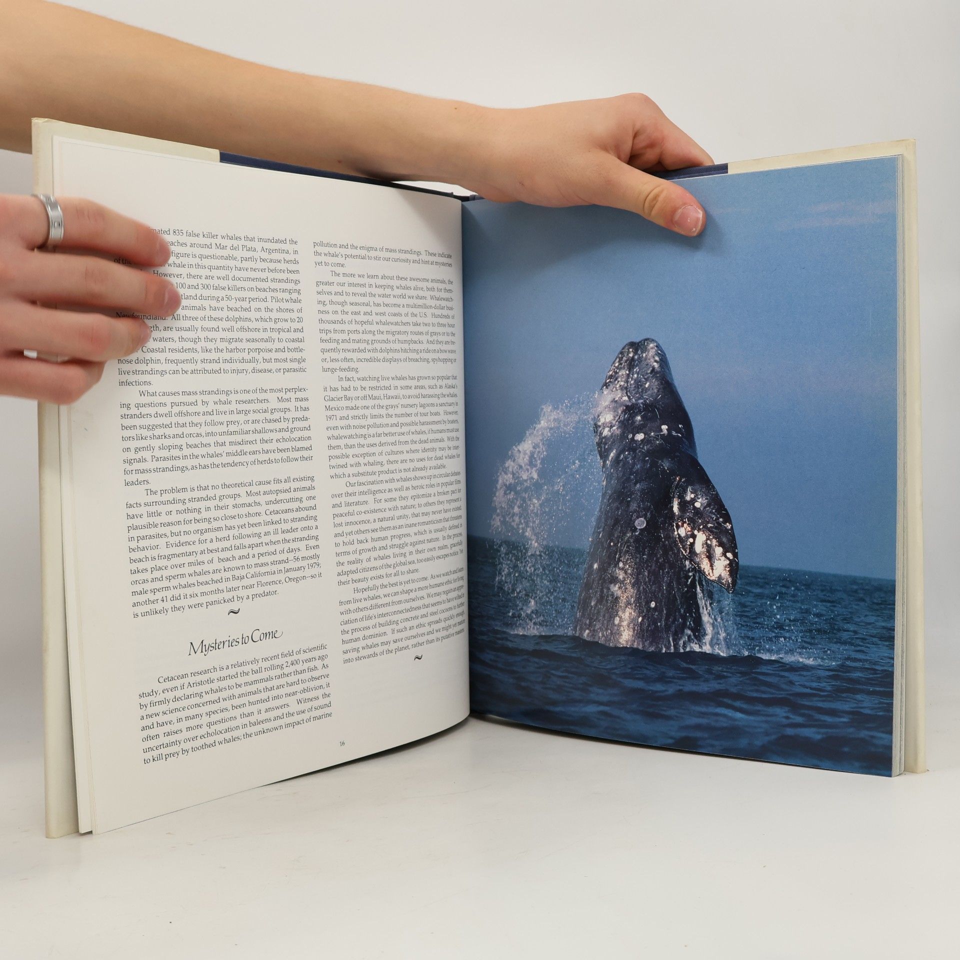 Autorenkollektiv Whales & Dolphins