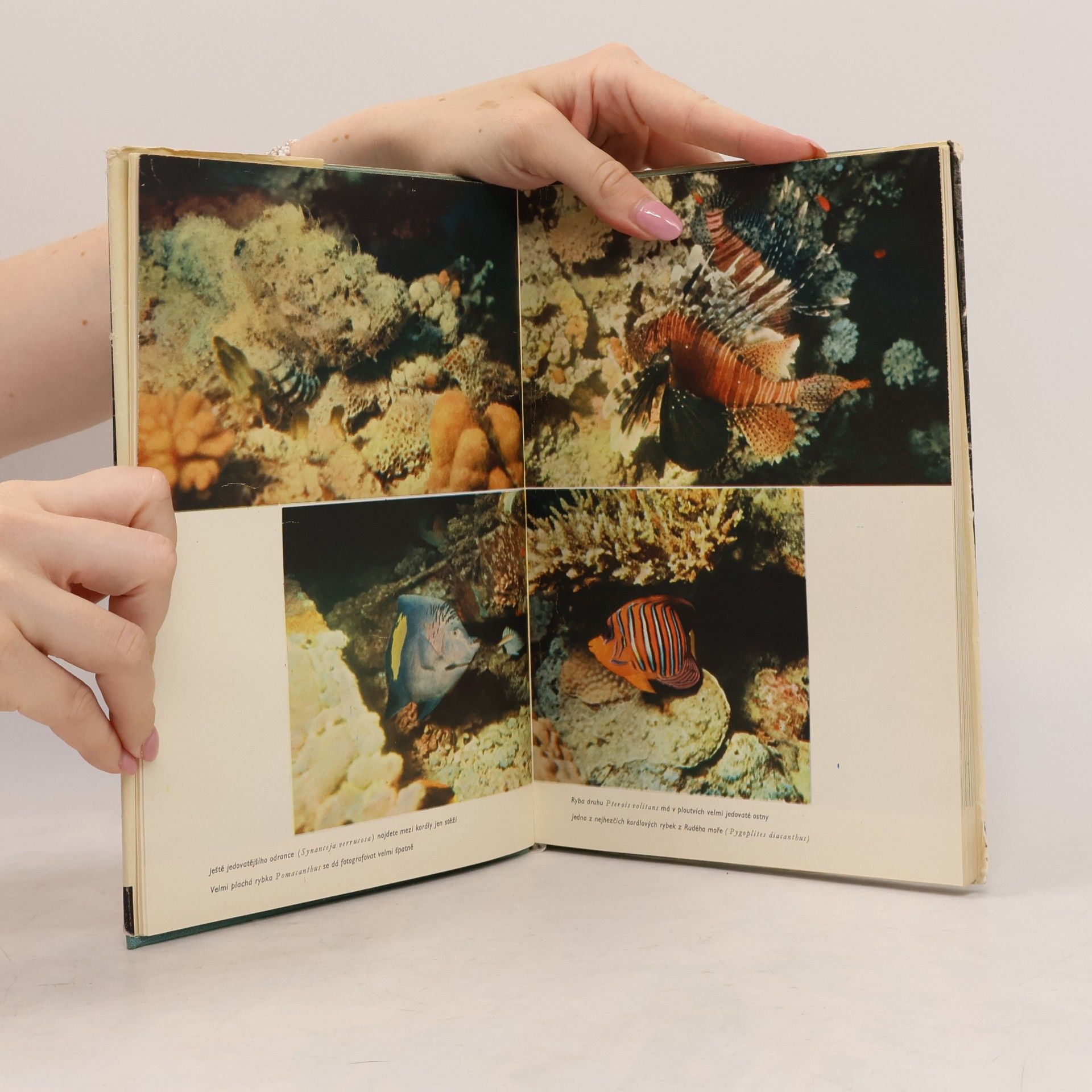 Hans Hass Dobytí podmořské říše