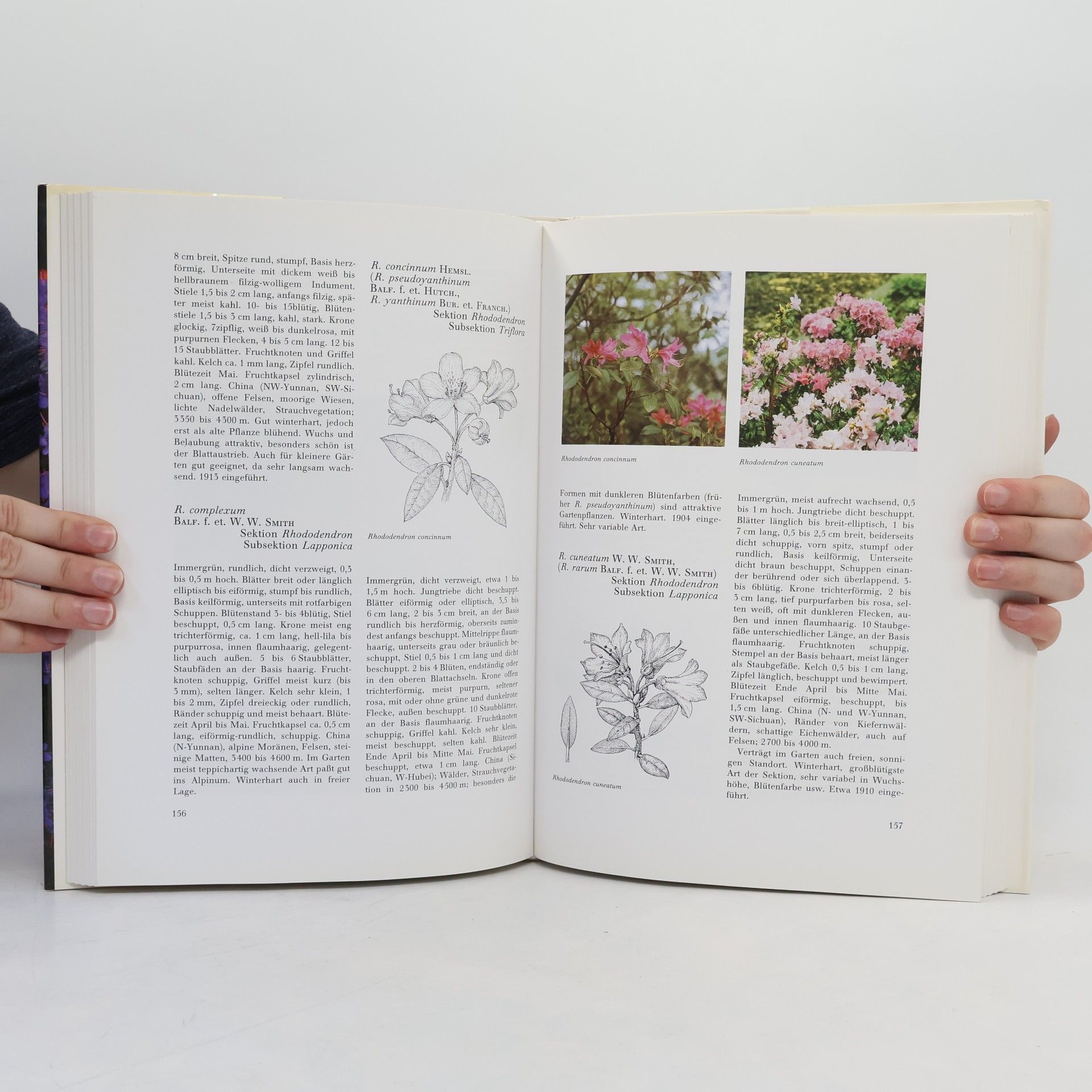 Erhard Moser Rhododendren